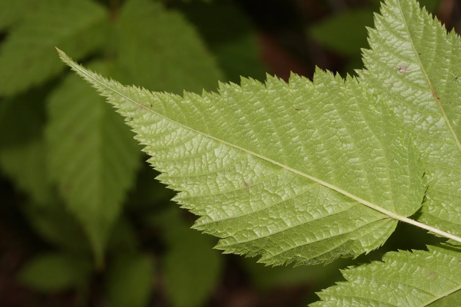 Sylvan Goatsbeard (Aruncus Dioicus) — typically growing to heights of 4 to 6 feet with a spread of 2 to 4 feet