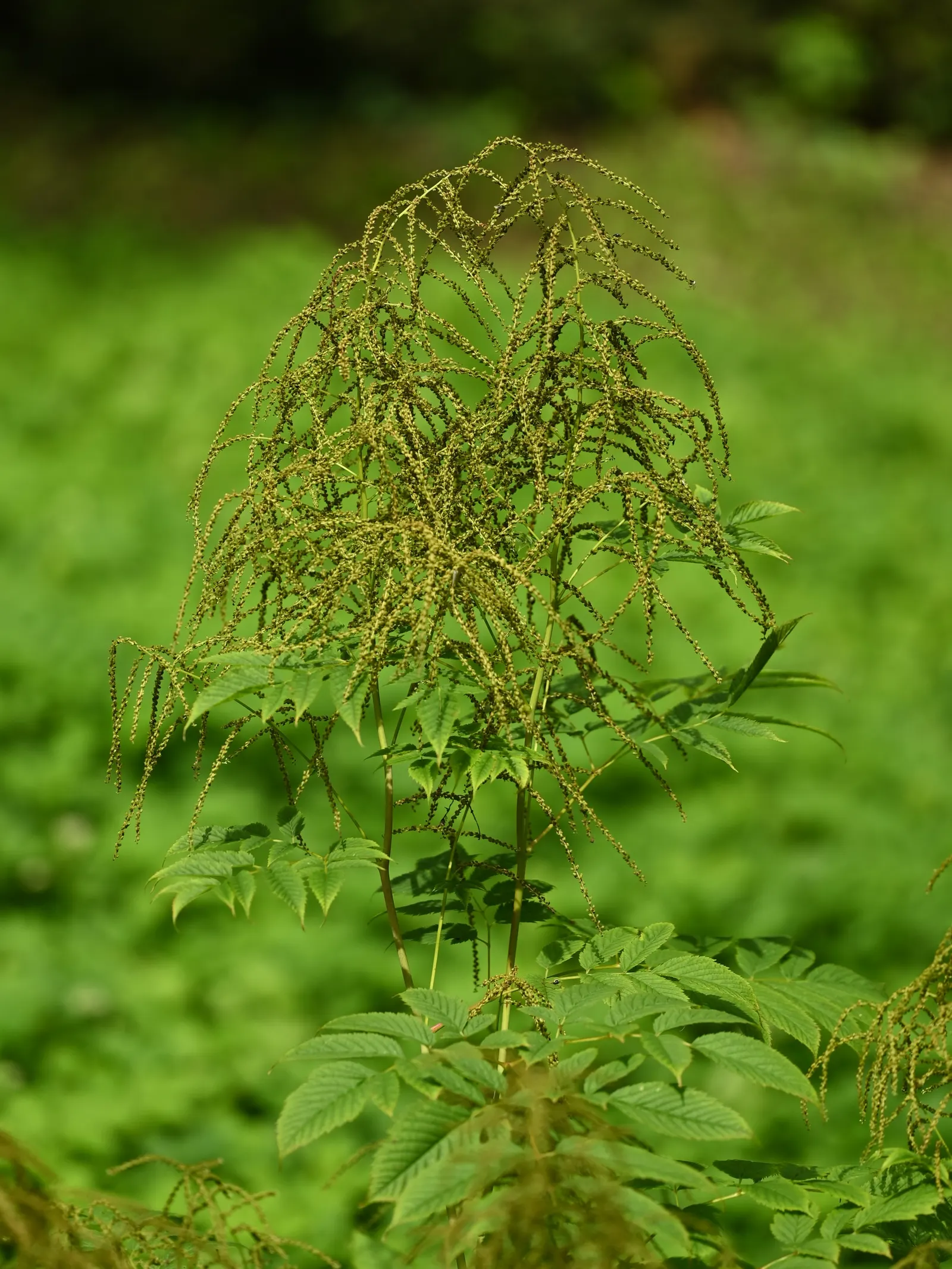 Sylvan Goatsbeard (Aruncus Dioicus) — It boasts compound leaves that are deep green and finely cut; reaching 3 to 6 feet in height and spreading 2 to 4 feet