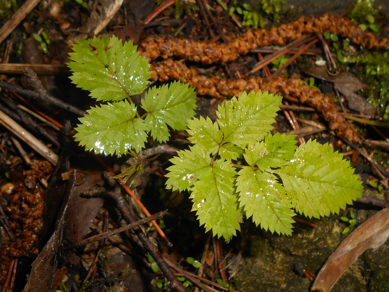 Sylvan Goatsbeard (Aruncus Dioicus) — perennial with white blooms