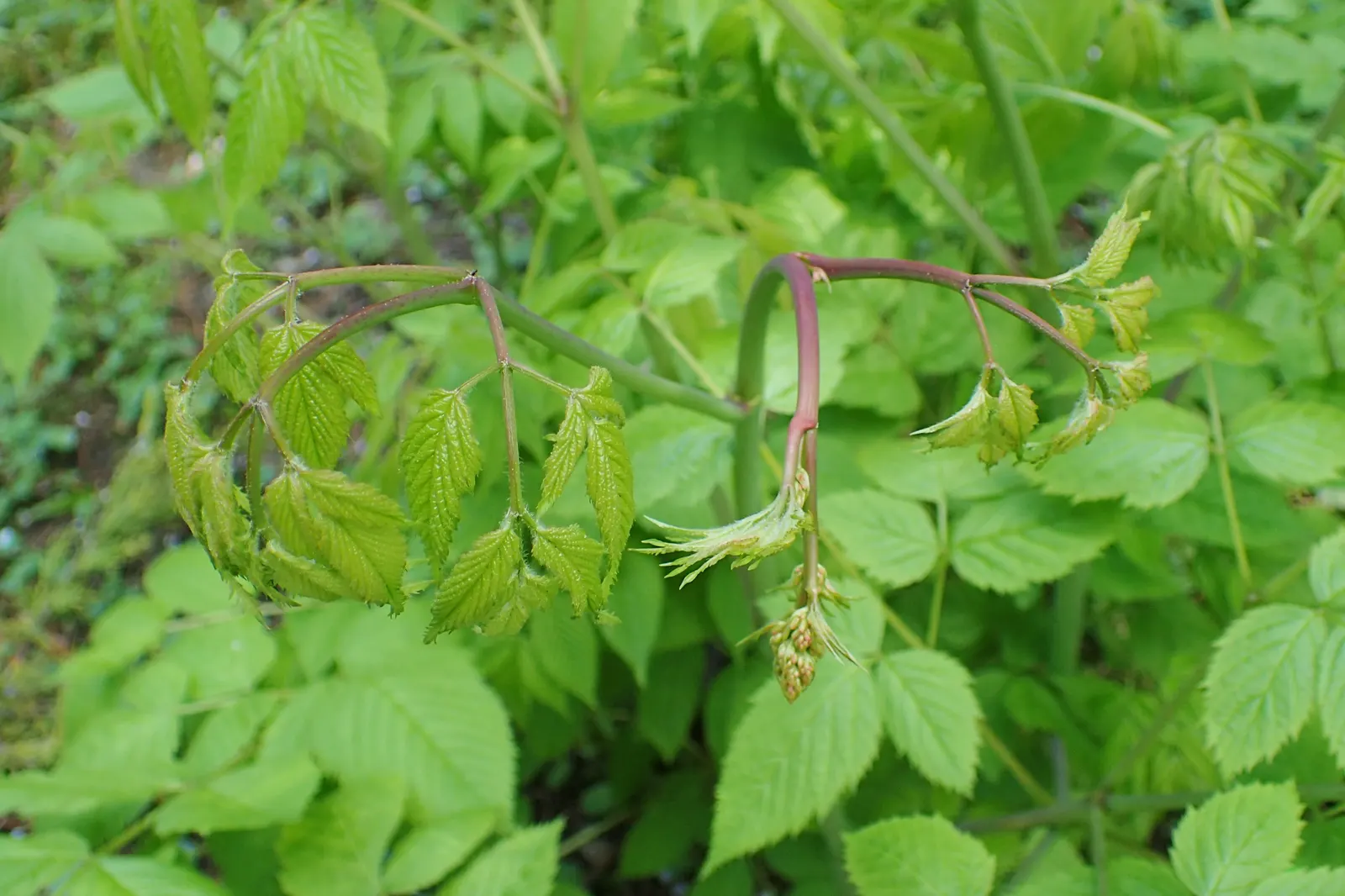 Sylvan Goatsbeard (Aruncus Dioicus) — Reaching 3 to 6 feet in height and spreading 2 to 4 feet wide, it's ideal for creating textural contrast, image 88