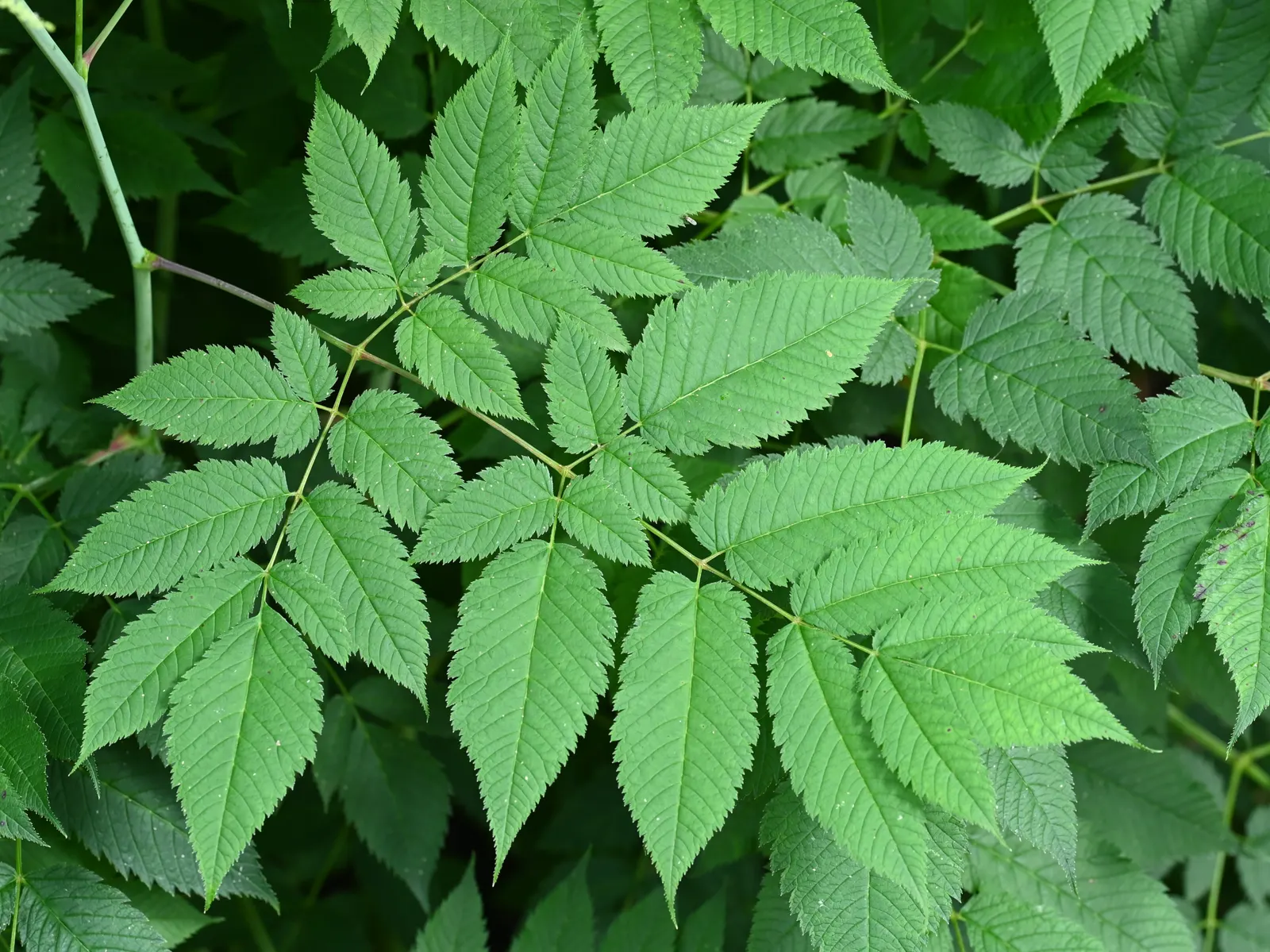 Sylvan Goatsbeard (Aruncus Dioicus) — perennial for half or shade