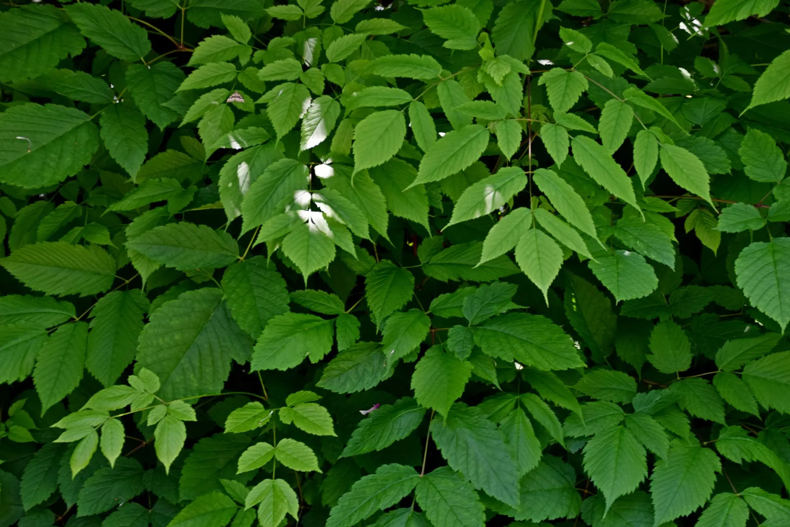 Sylvan Goatsbeard (Aruncus Dioicus) — meaning it has separate male and female specimens; this plant is generally deer resistant, adding another layer of