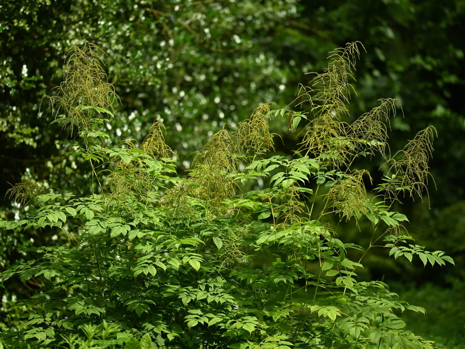 Sylvan Goatsbeard (Aruncus Dioicus) — It prefers zones 3-7, offering low maintenance and deer resistance