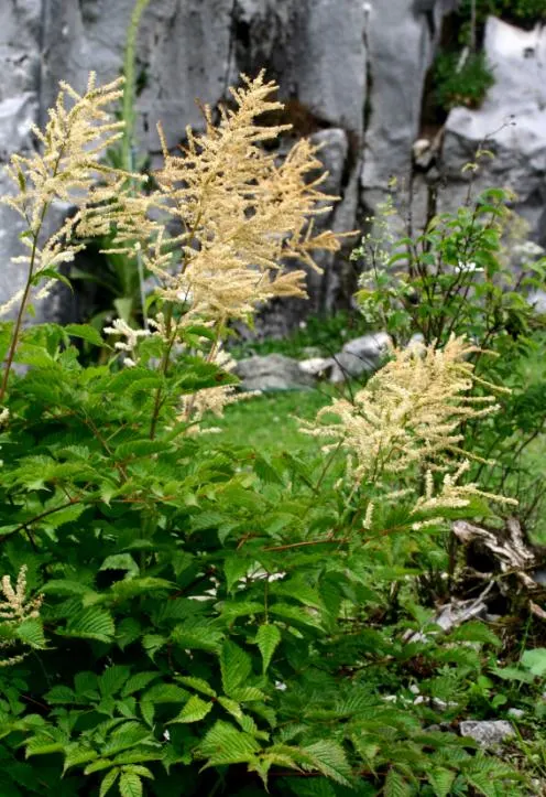Sylvan Goatsbeard (Aruncus Dioicus) — possibly reaching up to 12 inches in length; typically growing to heights of 4 to 6 feet with a spread of 2 to 4 feet
