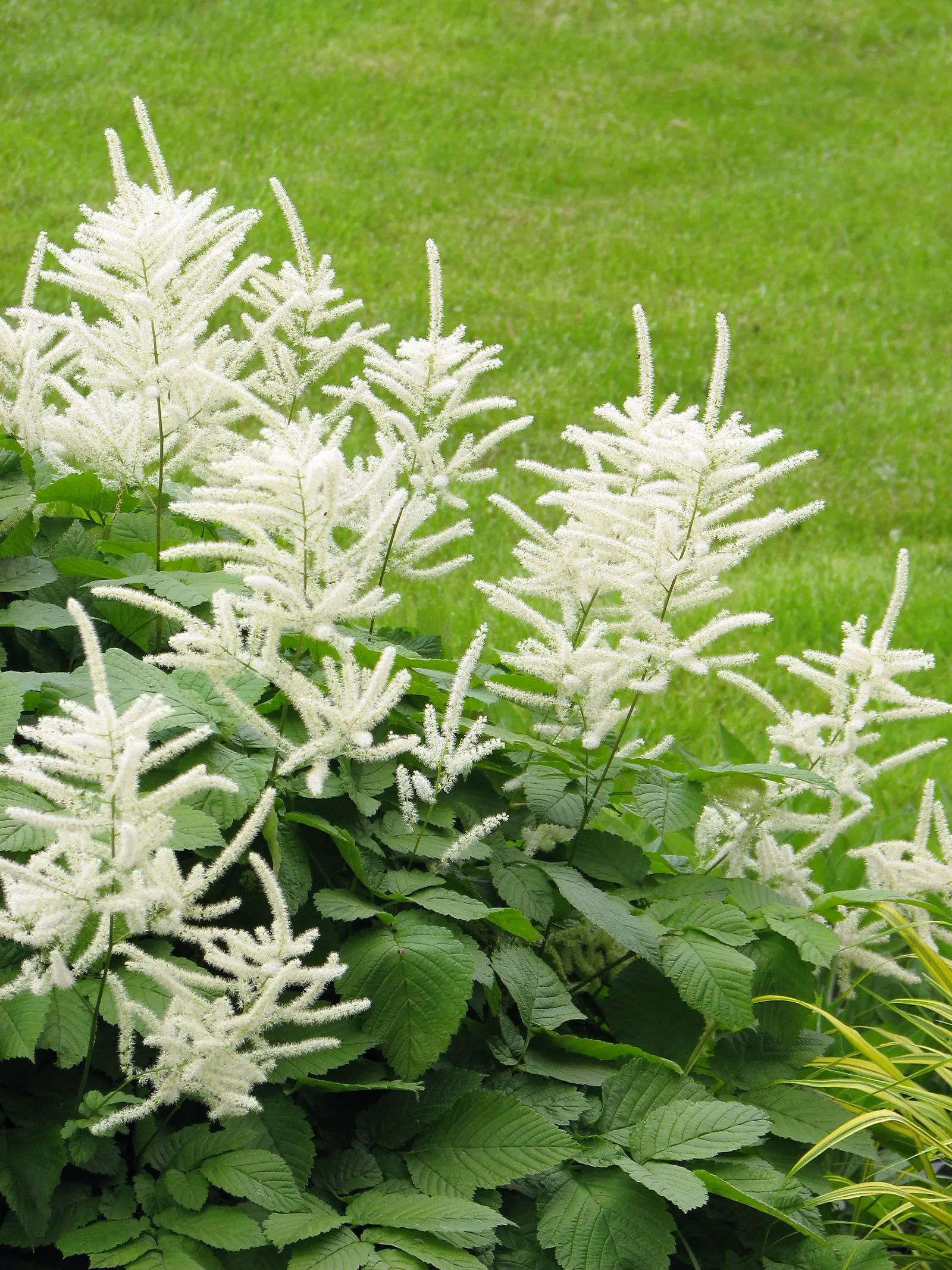 Sylvan Goatsbeard (Aruncus Dioicus) — It boasts compound leaves that are deep green and finely cut; reaching 3 to 6 feet in height and spreading 2, image 69