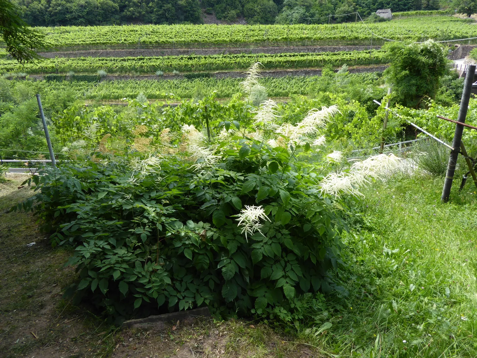 Sylvan Goatsbeard (Aruncus Dioicus) — to encourage denser growth; possibly reaching up to 12 inches in length