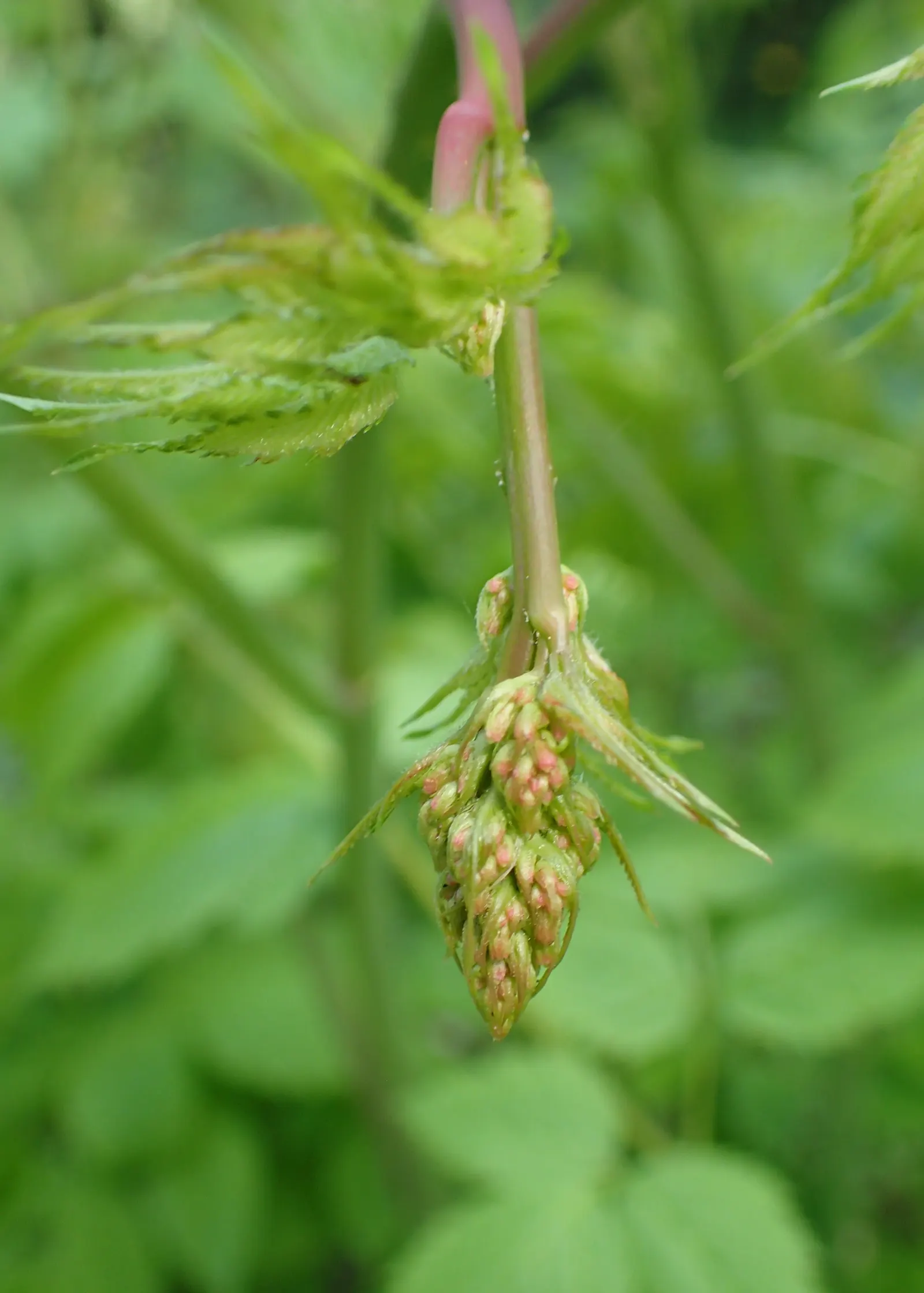 Sylvan Goatsbeard (Aruncus Dioicus) — one may cut back the flower stalks after blooming; this plant is generally deer resistant, adding another, image 80