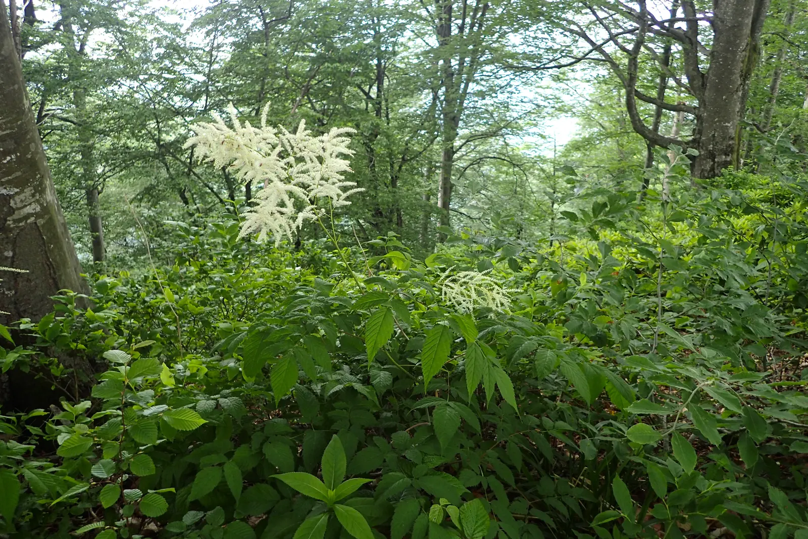 Sylvan Goatsbeard (Aruncus Dioicus) — particularly in dry conditions; reaching 3 to 6 feet in height and spreading 2 to 4 feet wide, it's ideal for, image 77