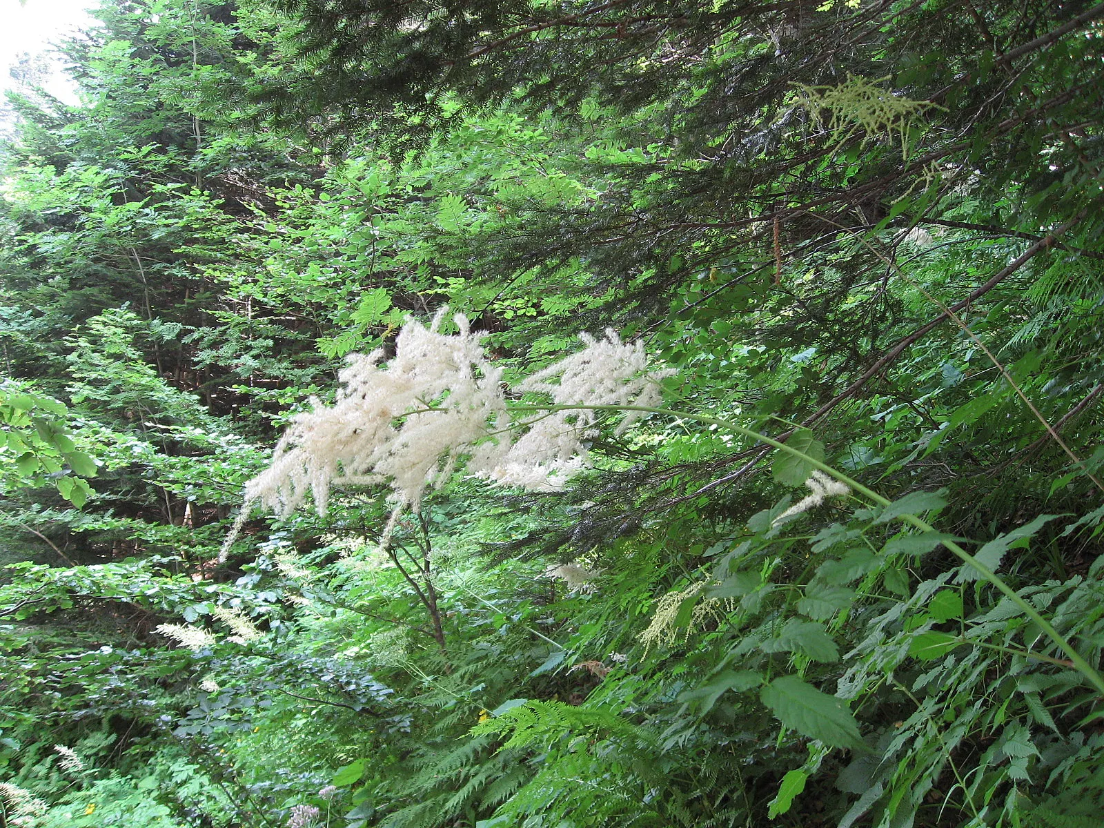 Sylvan Goatsbeard (Aruncus Dioicus) — Aruncus dioicus, commonly known as Sylvan Goatsbeard, is a perennial favorite for woodland gardens