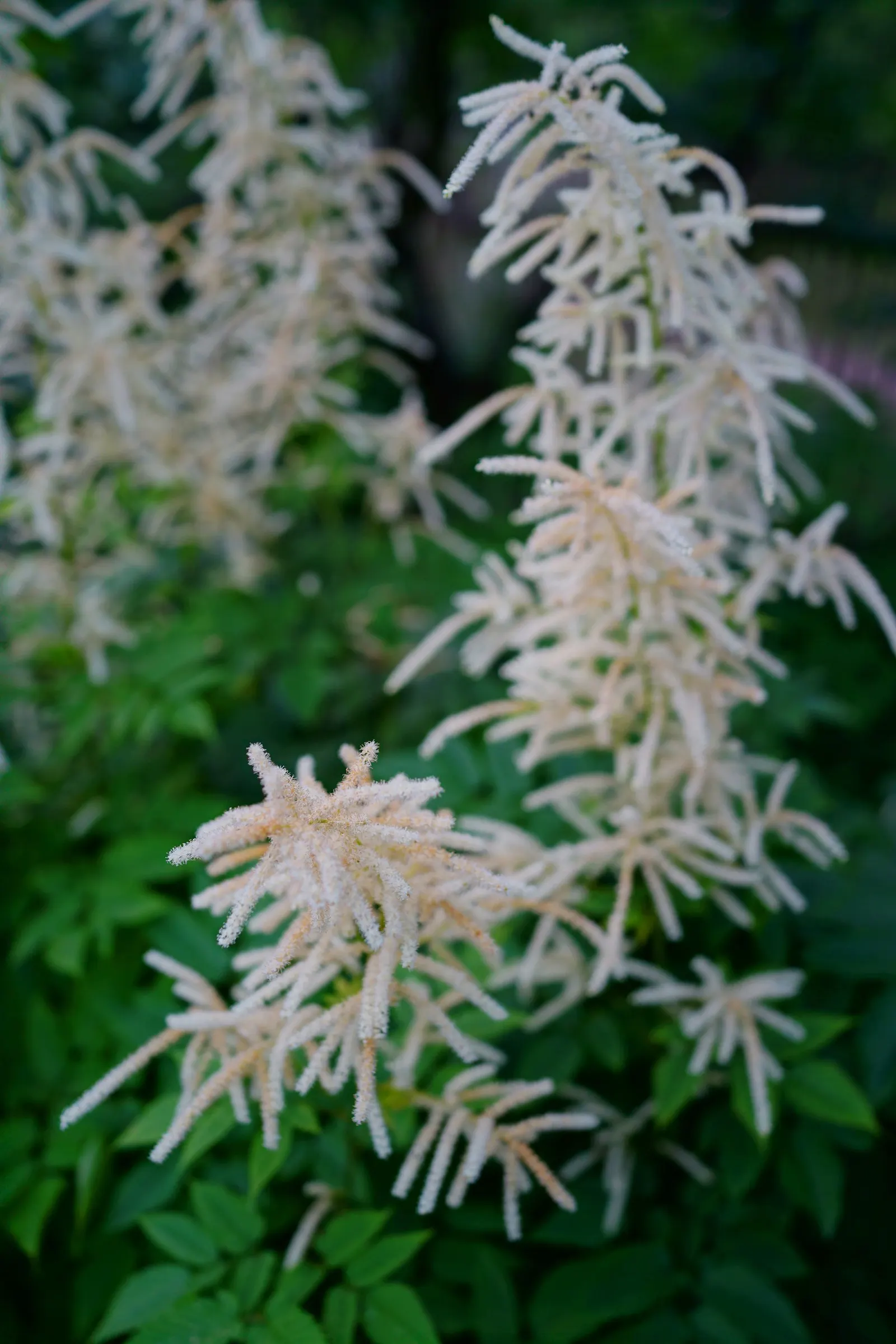 Sylvan Goatsbeard (Aruncus Dioicus) — meaning it has separate male and female specimens; this plant is generally deer resistant, adding another, image 92