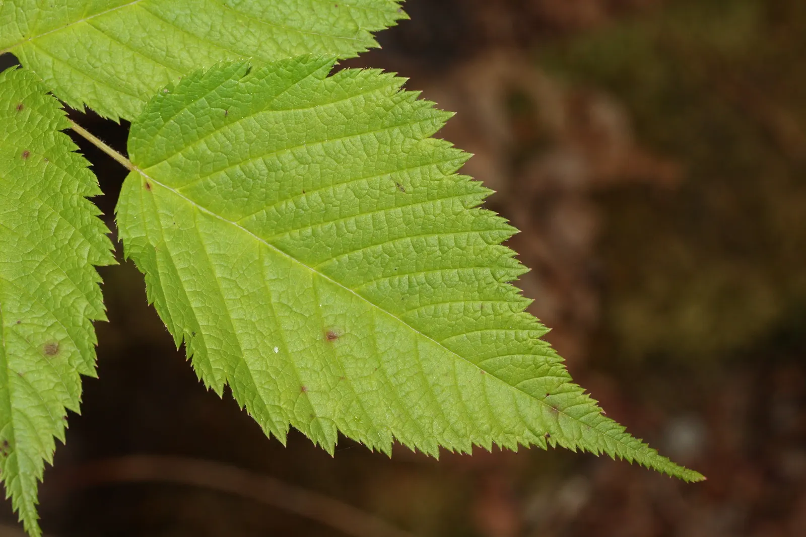 Sylvan Goatsbeard (Aruncus Dioicus) — It thrives in moist, well-drained soil with partial to full shade; possibly reaching up to 12 inches in length, image 87