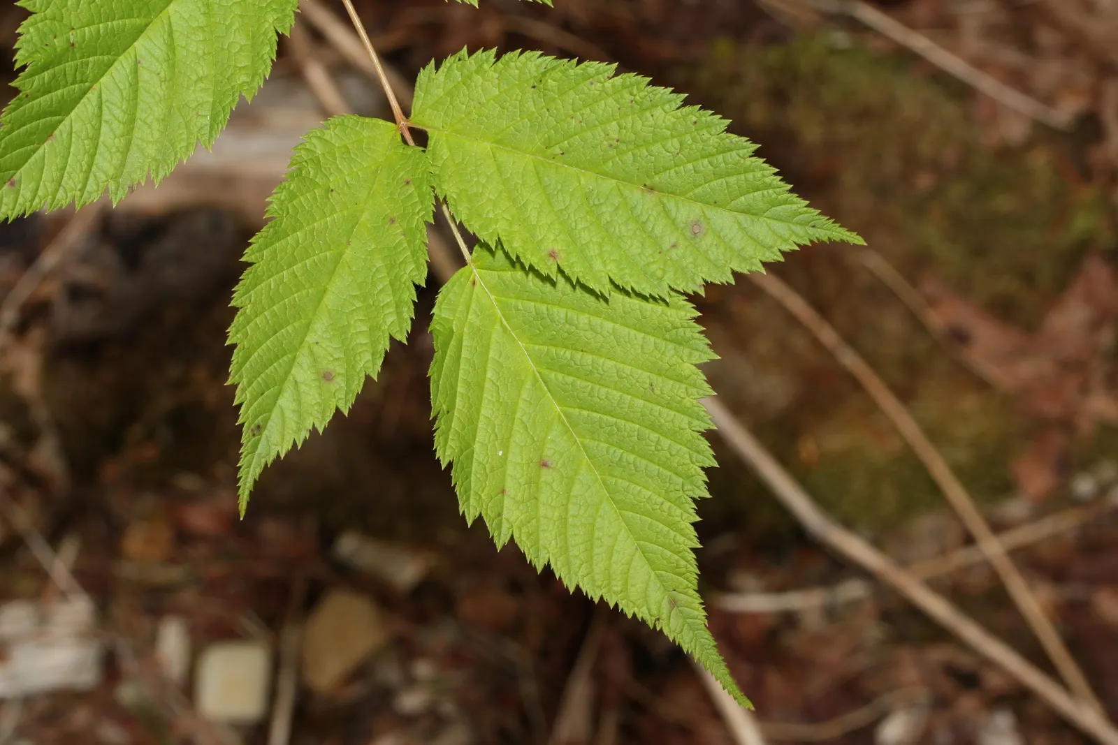 Sylvan Goatsbeard (Aruncus Dioicus) — lush canopy of foliage.<br><br>From late spring to midsummer; possibly reaching up to 12 inches in length, image 71
