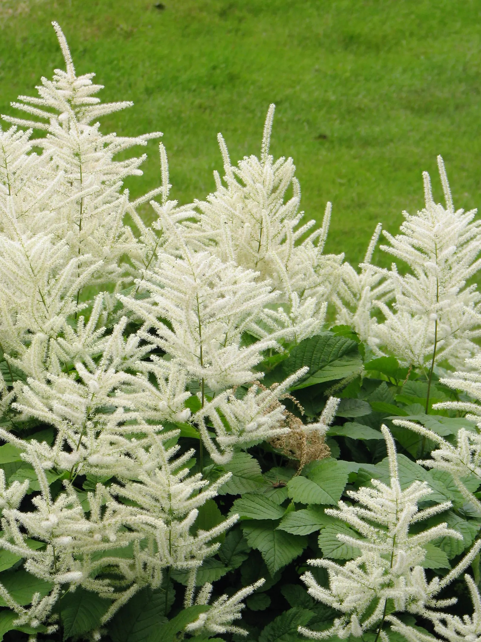 Sylvan Goatsbeard (Aruncus Dioicus) — It thrives in moist, well-drained soil with partial to full shade; possibly reaching up to 12 inches in length, image 59