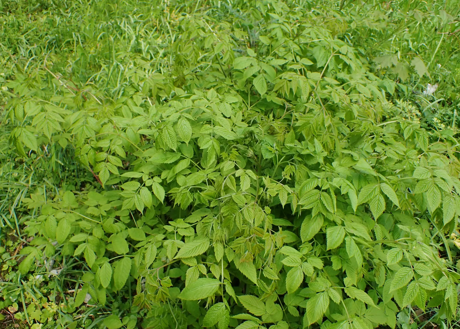 Sylvan Goatsbeard (Aruncus Dioicus) — particularly in dry conditions
