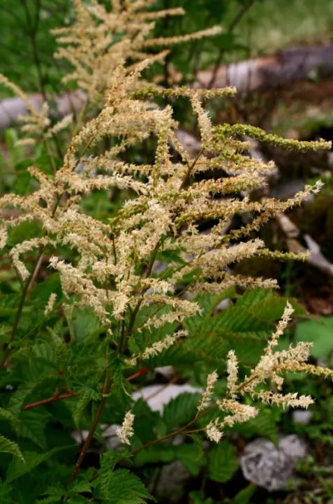 Sylvan Goatsbeard (Aruncus Dioicus) — Aruncus dioicus is ideal for woodland gardens; this plant is generally deer resistant, adding another layer, image 76