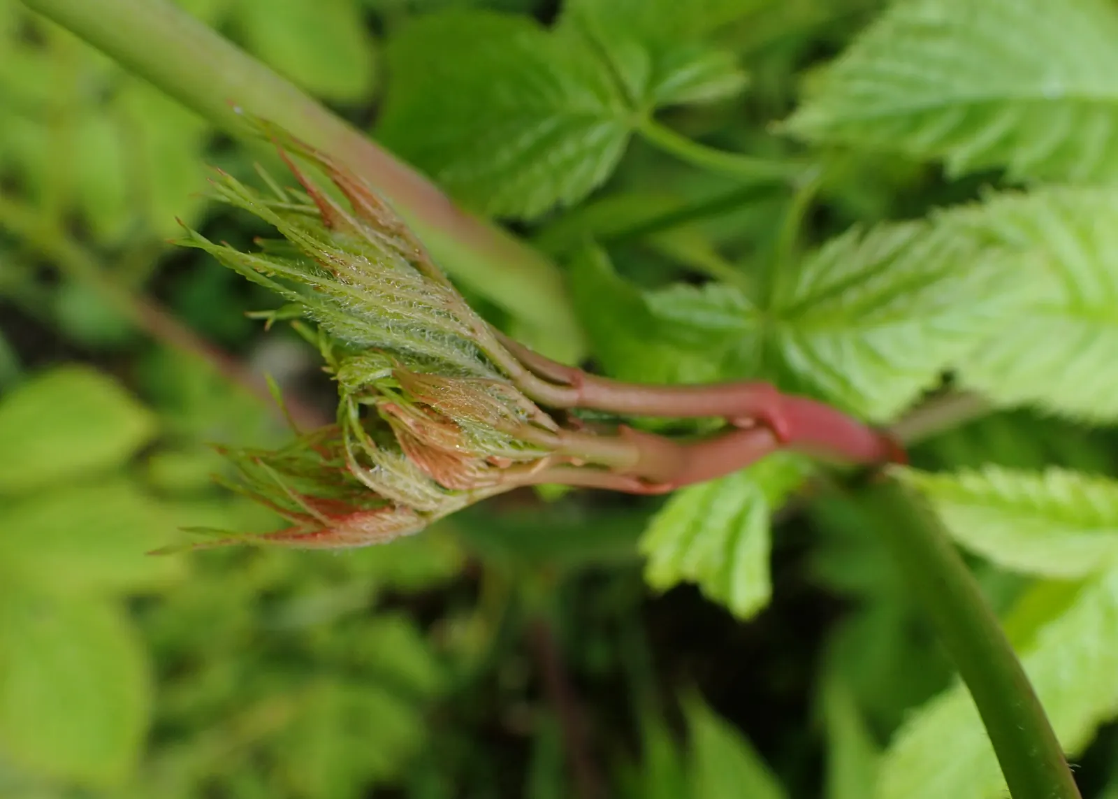 Sylvan Goatsbeard (Aruncus Dioicus) — moist soil with good drainage