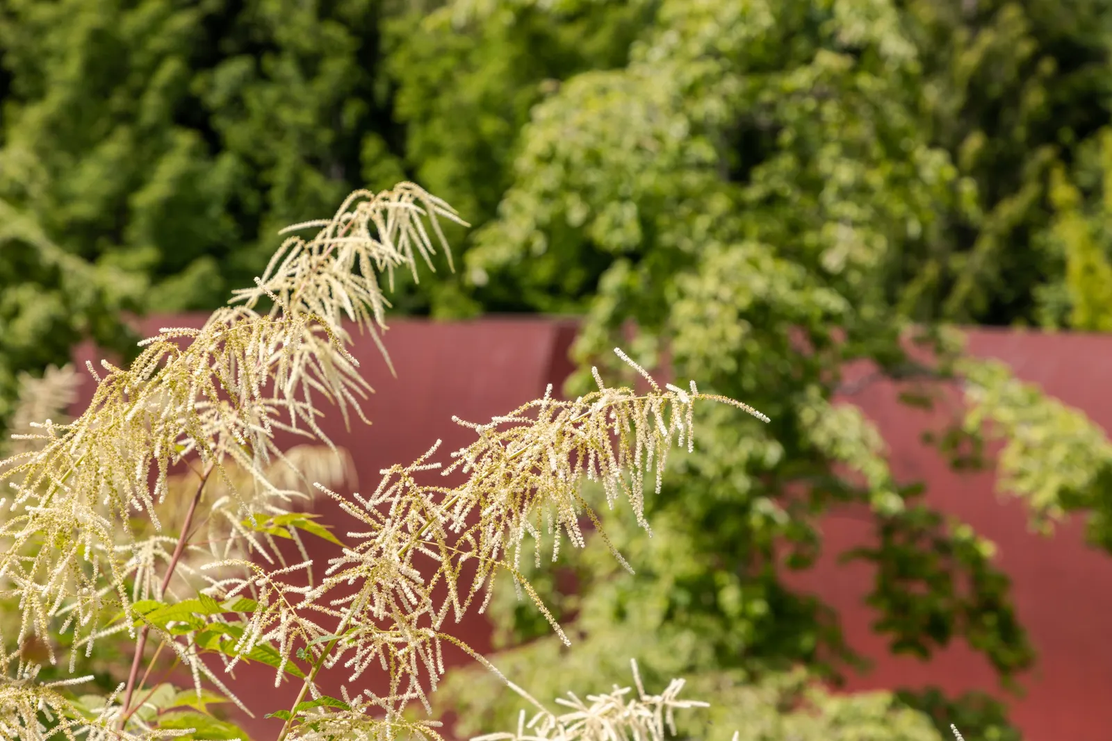 Sylvan Goatsbeard (Aruncus Dioicus) — It prefers zones 3-7, offering low maintenance and deer resistance; reaching 3 to 6 feet in height and, image 61