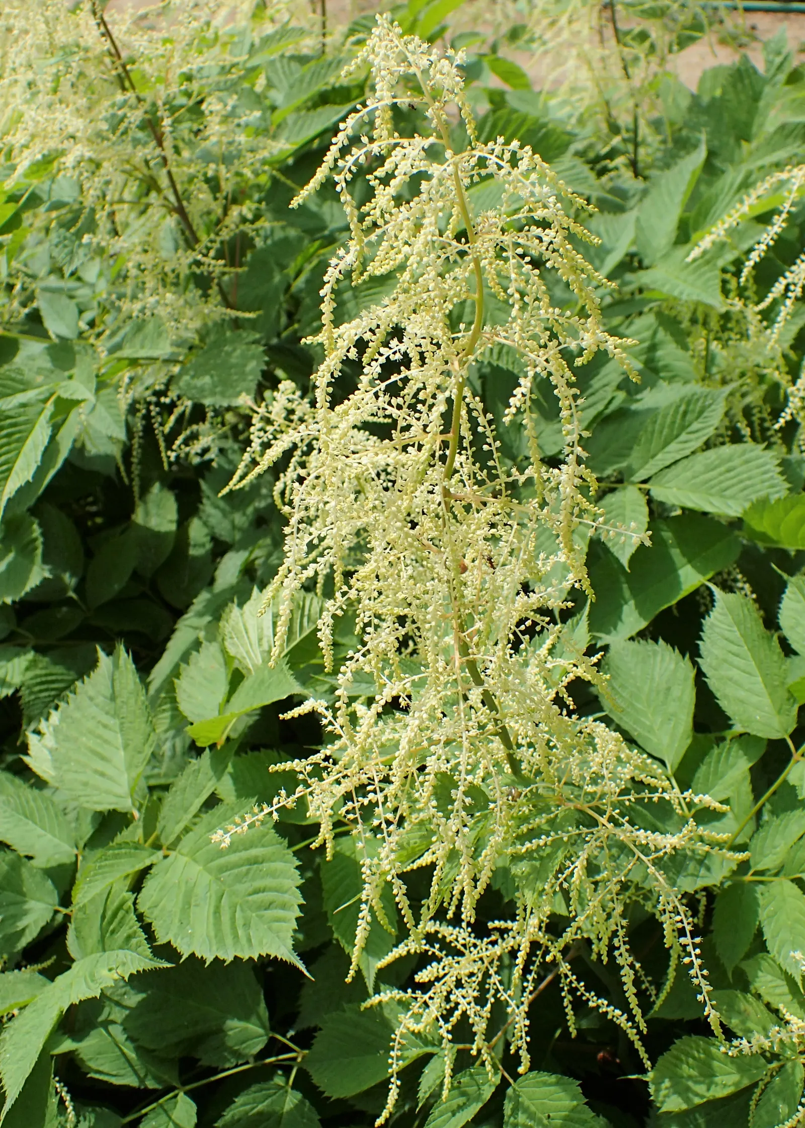 Sylvan Goatsbeard (Aruncus Dioicus) — and Europe.<br><br>Sylvan Goatsbeard can reach an impressive size; typically growing to heights of 4 to 6, image 66