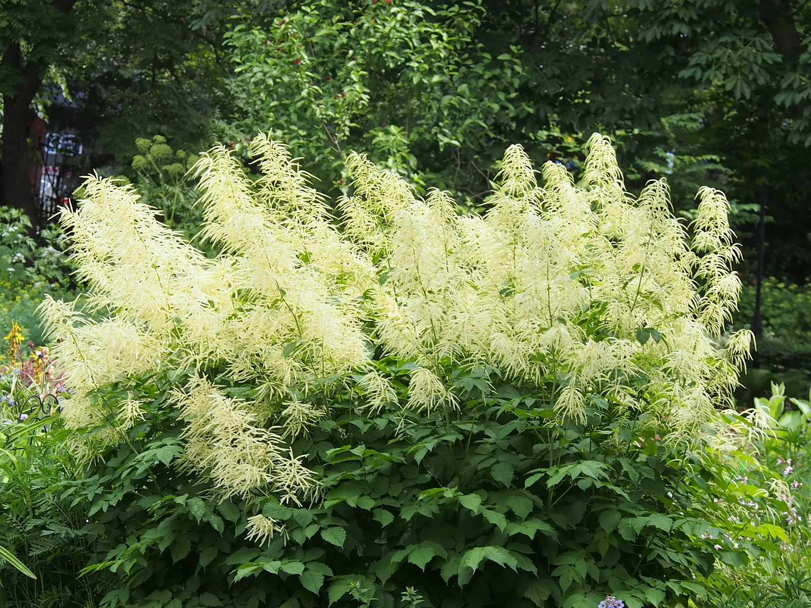 Sylvan Goatsbeard (Aruncus Dioicus) — It prefers zones 3-7, offering low maintenance and deer resistance; reaching 3 to 6 feet in height and, image 89