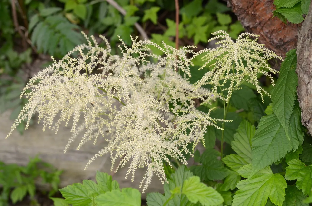 Sylvan Goatsbeard (Aruncus Dioicus) — This plant is generally deer resistant, adding another layer of utility to its aesthetic appeal; reaching 3, image 81