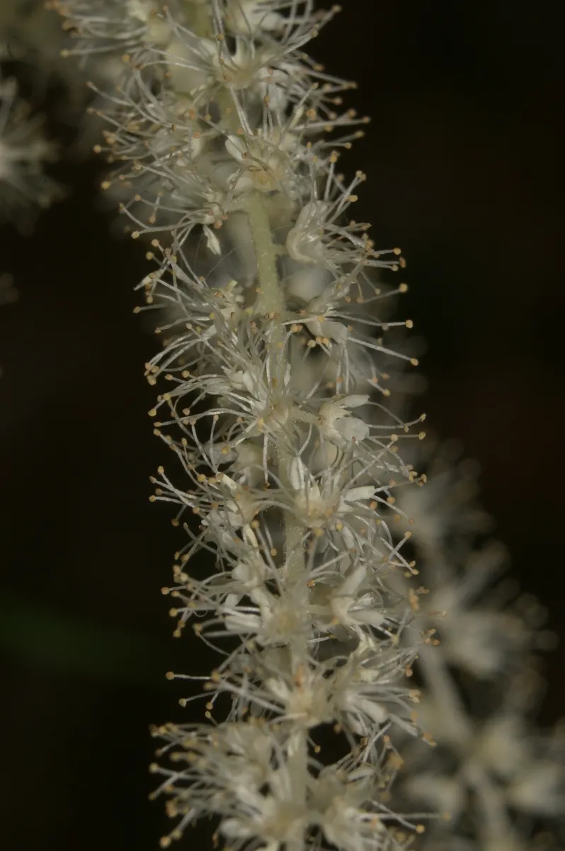 Sylvan Goatsbeard (Aruncus Dioicus) — This North American native showcases frothy cream plumes above fern-like foliage in early summer; typically, image 86