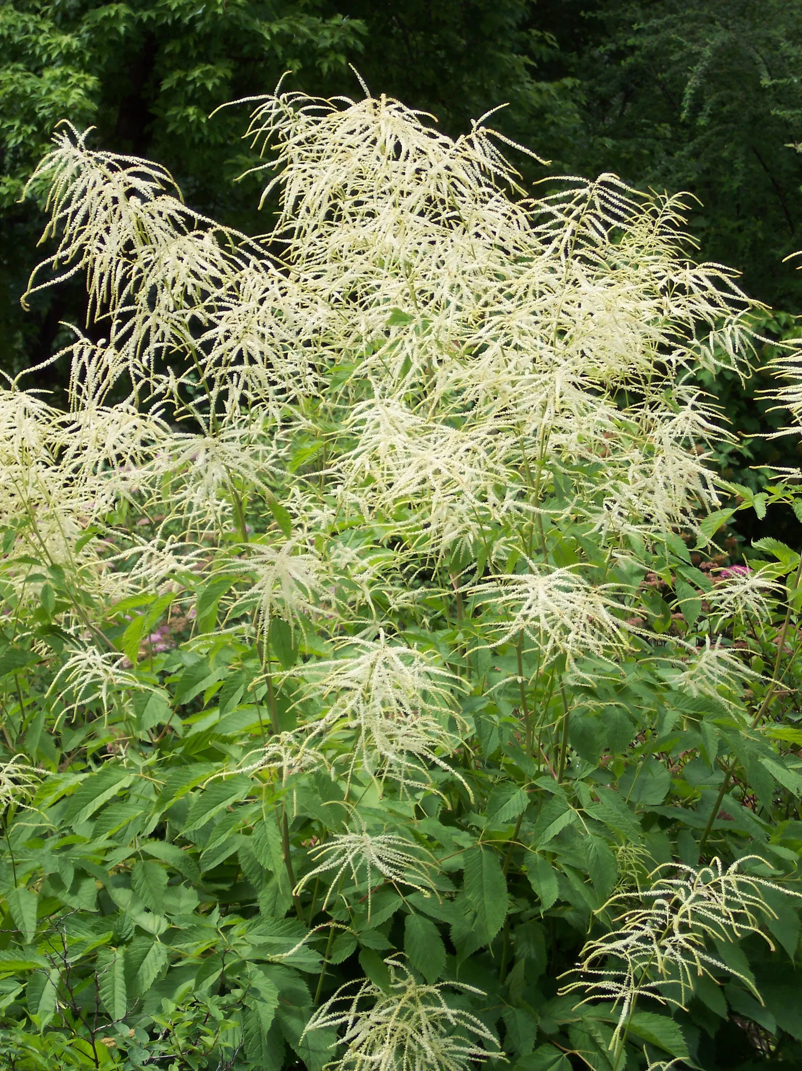 Sylvan Goatsbeard (Aruncus Dioicus) — one may cut back the flower stalks after blooming; this plant is generally deer resistant, adding another layer of