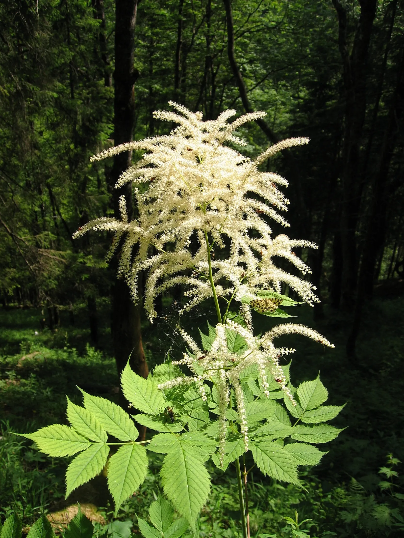Sylvan Goatsbeard (Aruncus Dioicus) — commonly referred to as Sylvan Goatsbeard