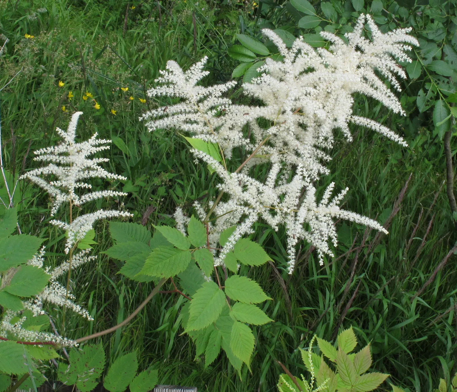 Sylvan Goatsbeard (Aruncus Dioicus) — moist soil with good drainage; possibly reaching up to 12 inches in length