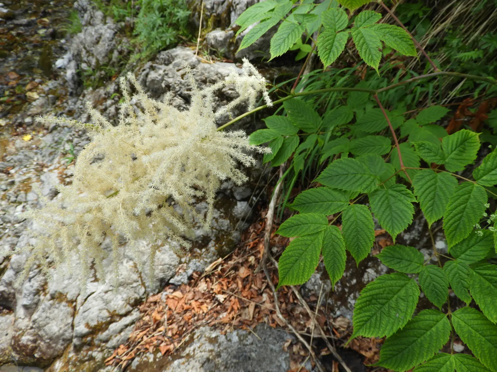 Sylvan Goatsbeard (Aruncus Dioicus) — typically growing to heights of 4 to 6 feet with a spread of 2 to 4 feet; possibly reaching up to 12 inches, image 95