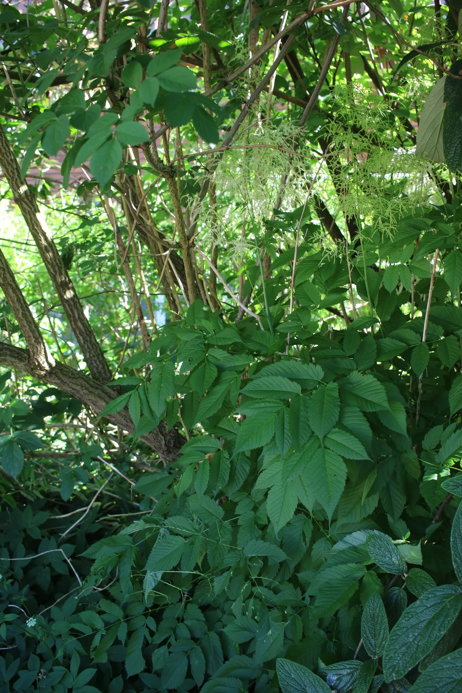 Sylvan Goatsbeard (Aruncus Dioicus) — extending above the foliage on slender stalks; reaching 3 to 6 feet in height and spreading 2 to 4 feet wide, image 73