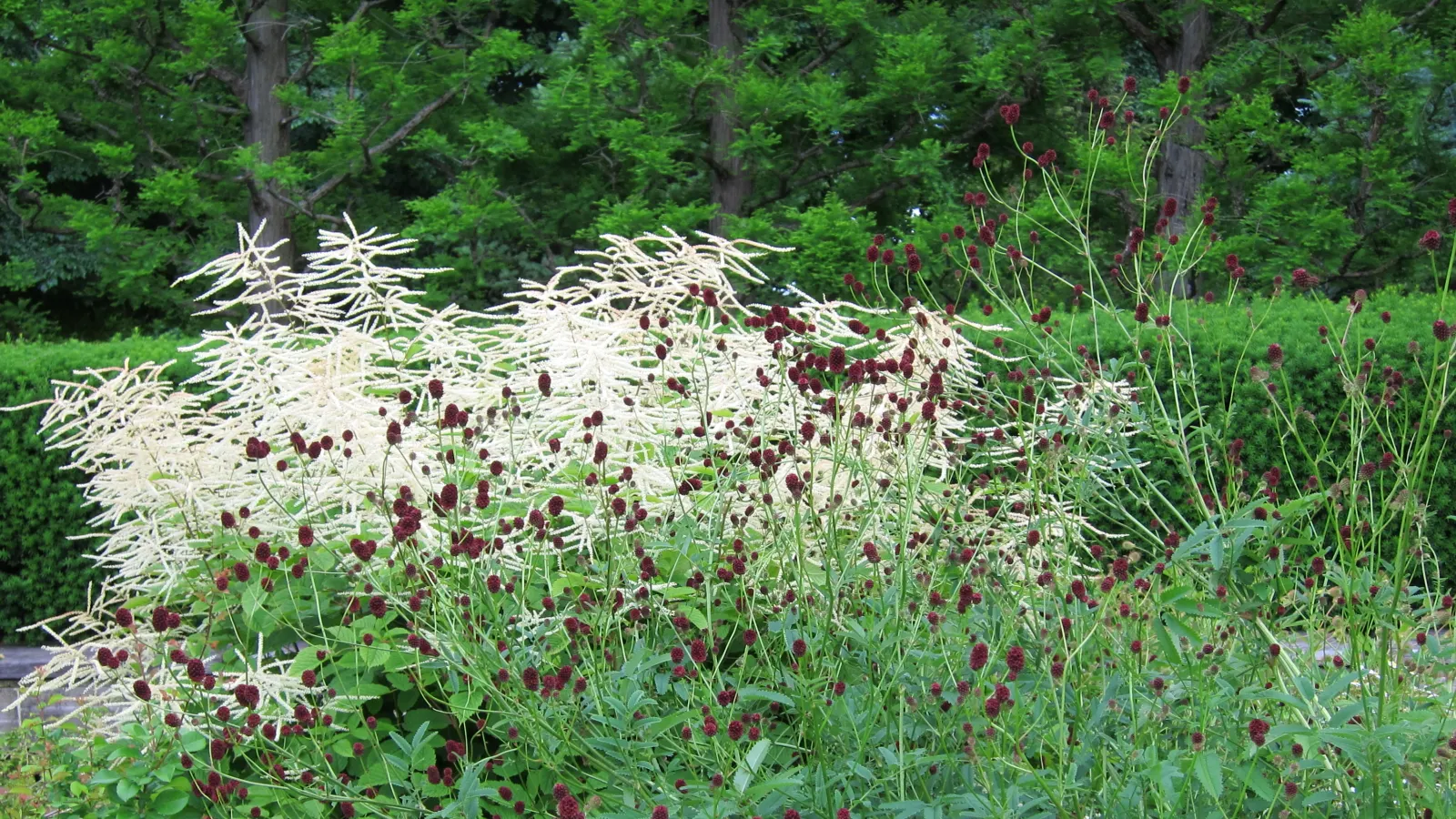Sylvan Goatsbeard (Aruncus Dioicus) — resembling those of a fern or astilbe
