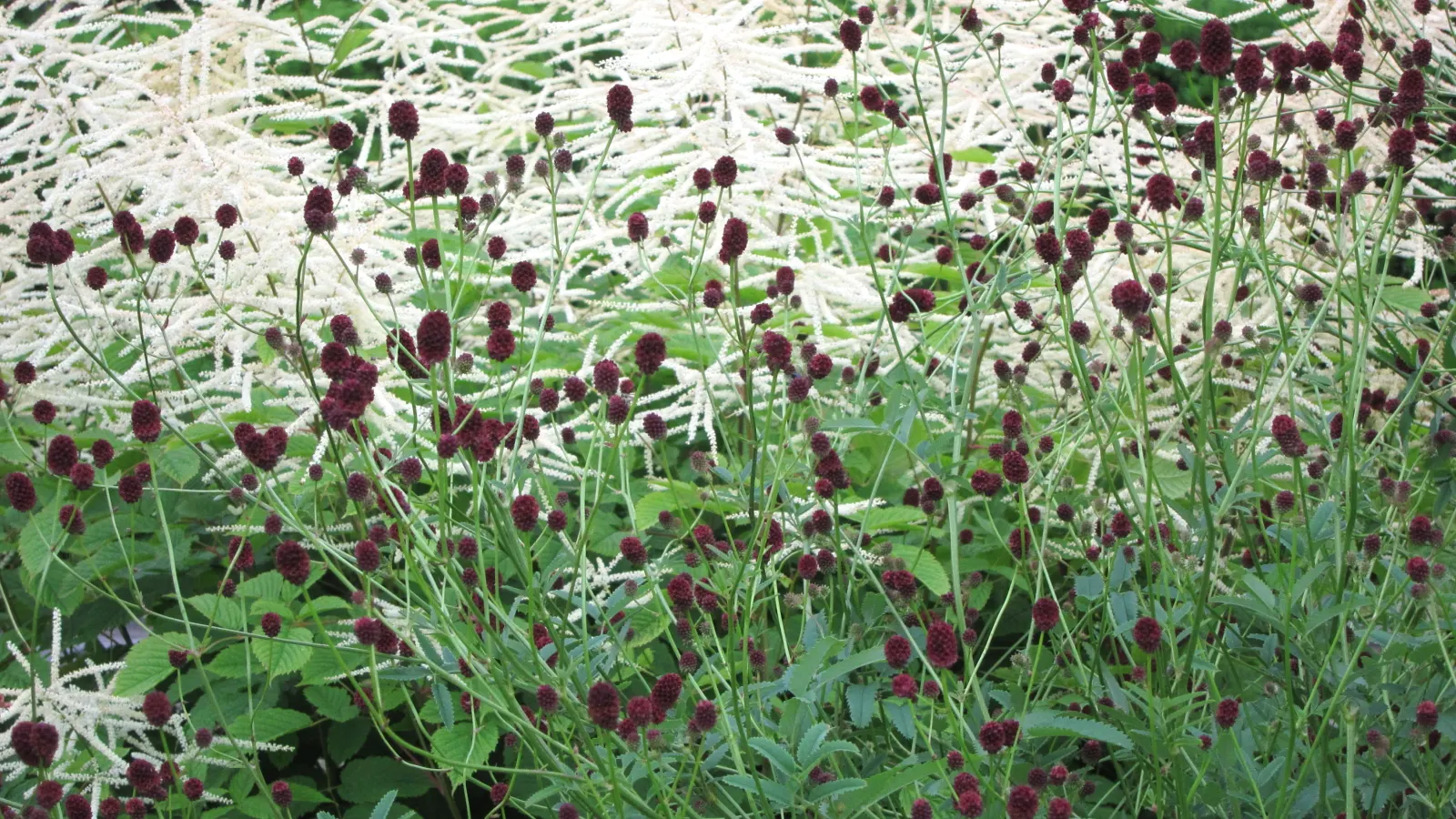 Sylvan Goatsbeard (Aruncus Dioicus) — This plant is generally deer resistant, adding another layer of utility to its aesthetic appeal