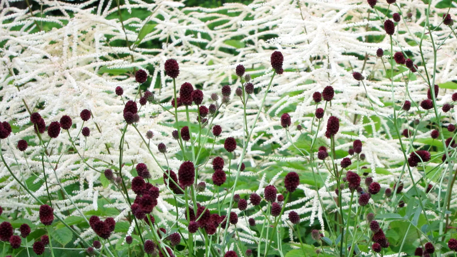 Sylvan Goatsbeard (Aruncus Dioicus) — It thrives in moist, well-drained soil with partial to full shade; possibly reaching up to 12 inches in length