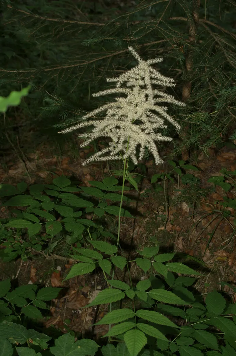 Sylvan Goatsbeard (Aruncus Dioicus) — Aruncus dioicus, commonly known as Sylvan Goatsbeard, is a perennial favorite for woodland gardens; reaching, image 57