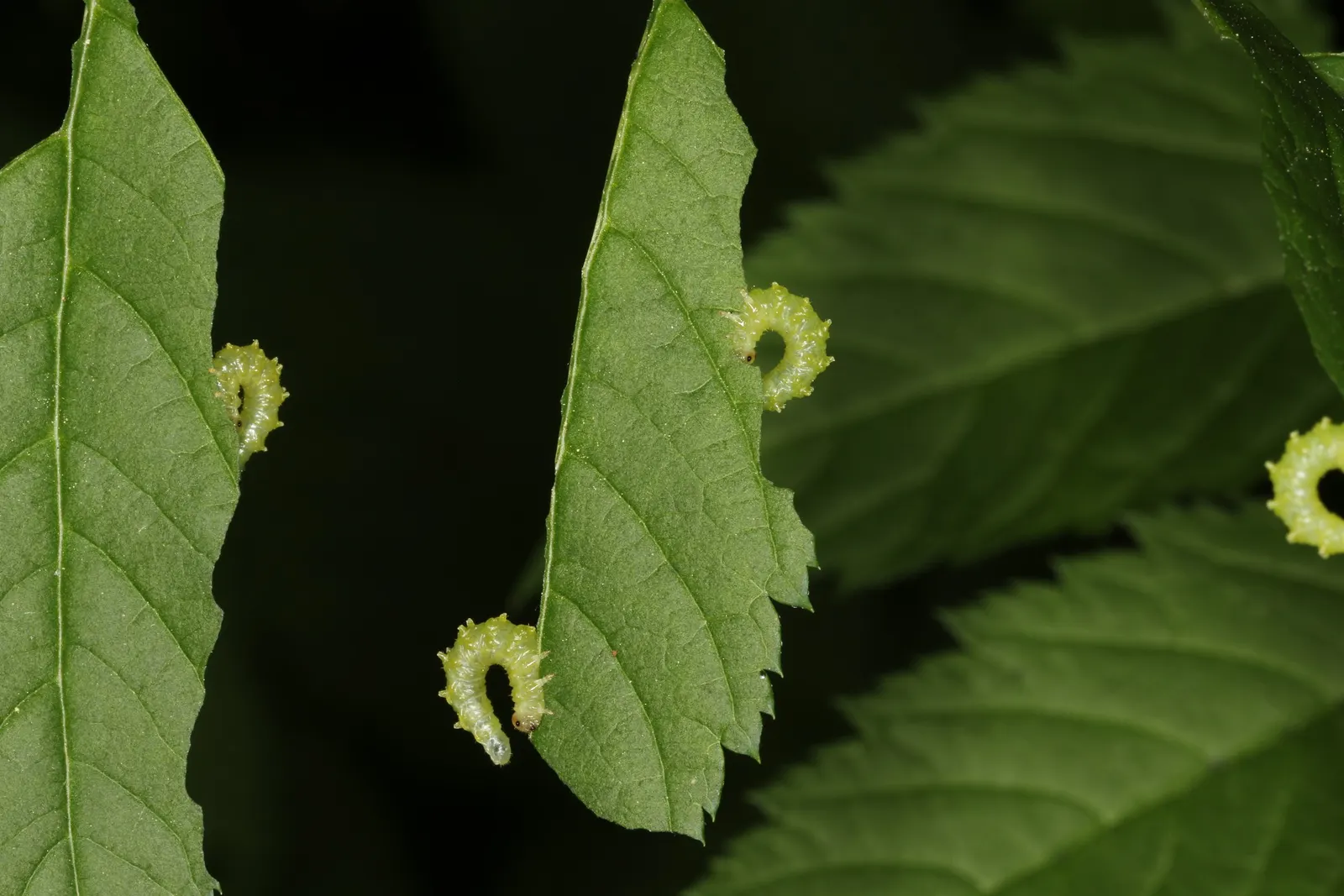 Sylvan Goatsbeard (Aruncus Dioicus) — particularly in dry conditions; reaching 3 to 6 feet in height and spreading 2 to 4 feet wide, it's ideal for creating