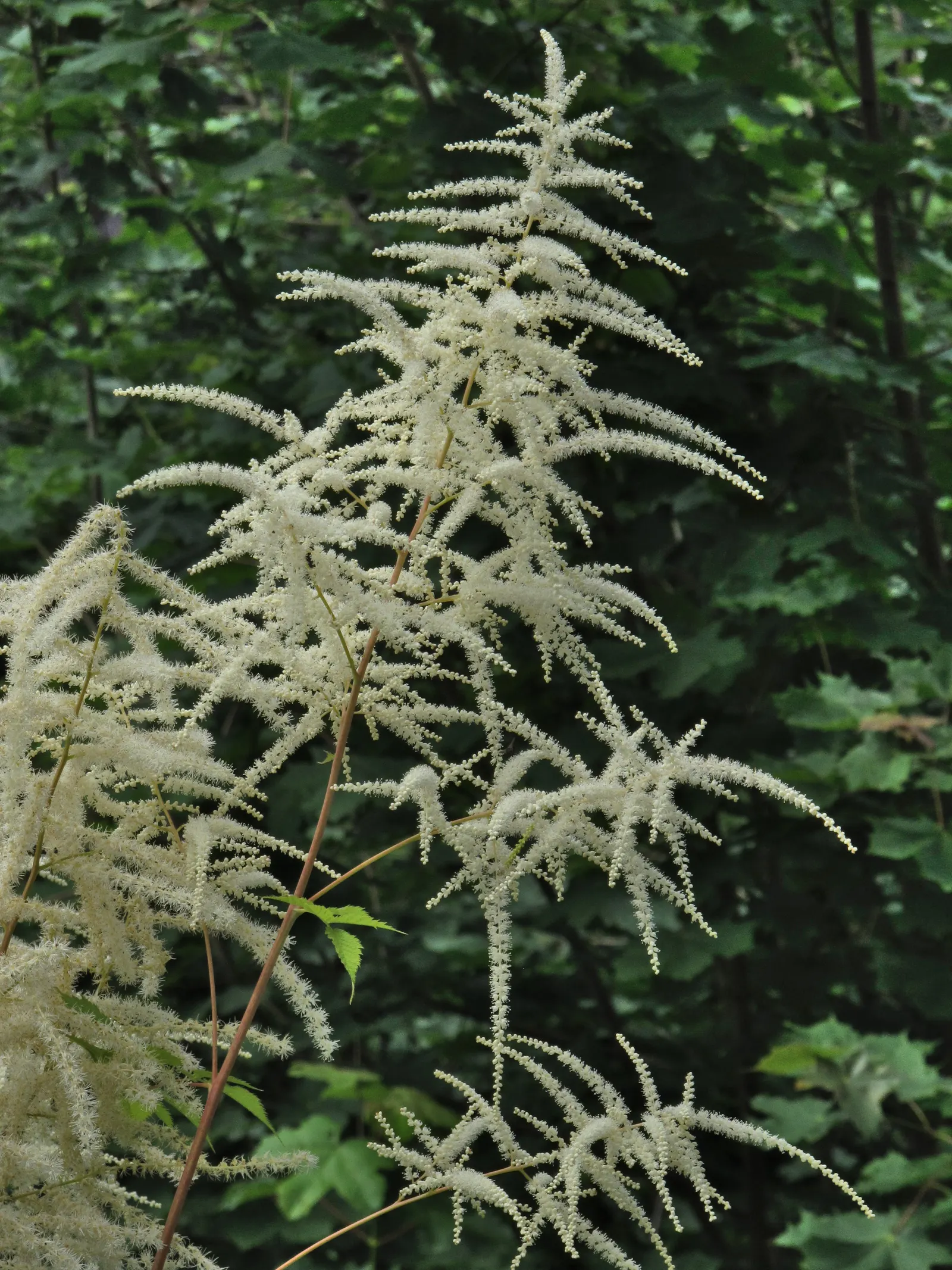 Sylvan Goatsbeard (Aruncus Dioicus) — thus providing a substantial presence in the garden; this plant is generally deer resistant, adding another layer of