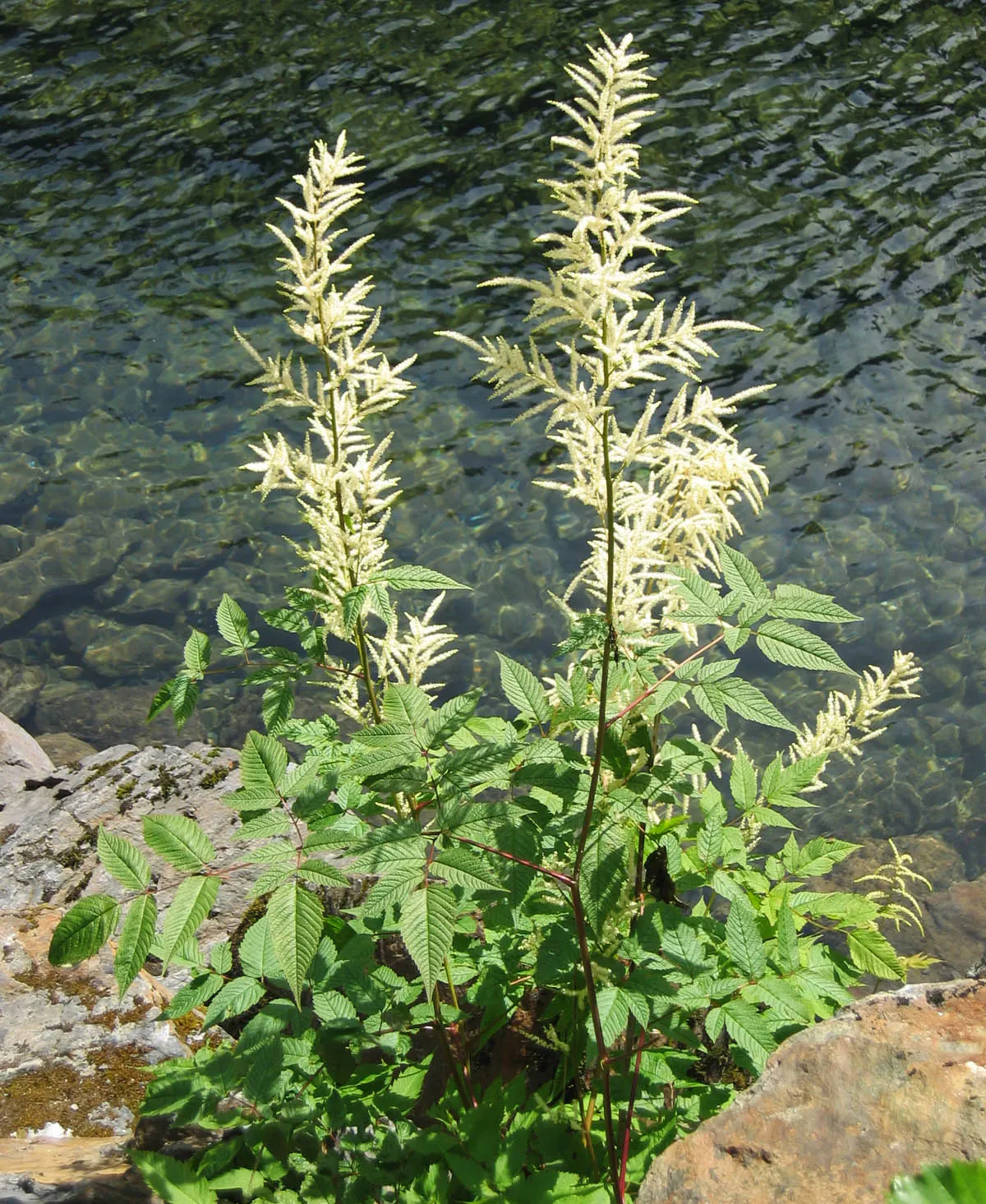 Sylvan Goatsbeard (Aruncus Dioicus) — This plant is generally deer resistant, adding another layer of utility to its aesthetic appeal; reaching 3 to 6 feet in