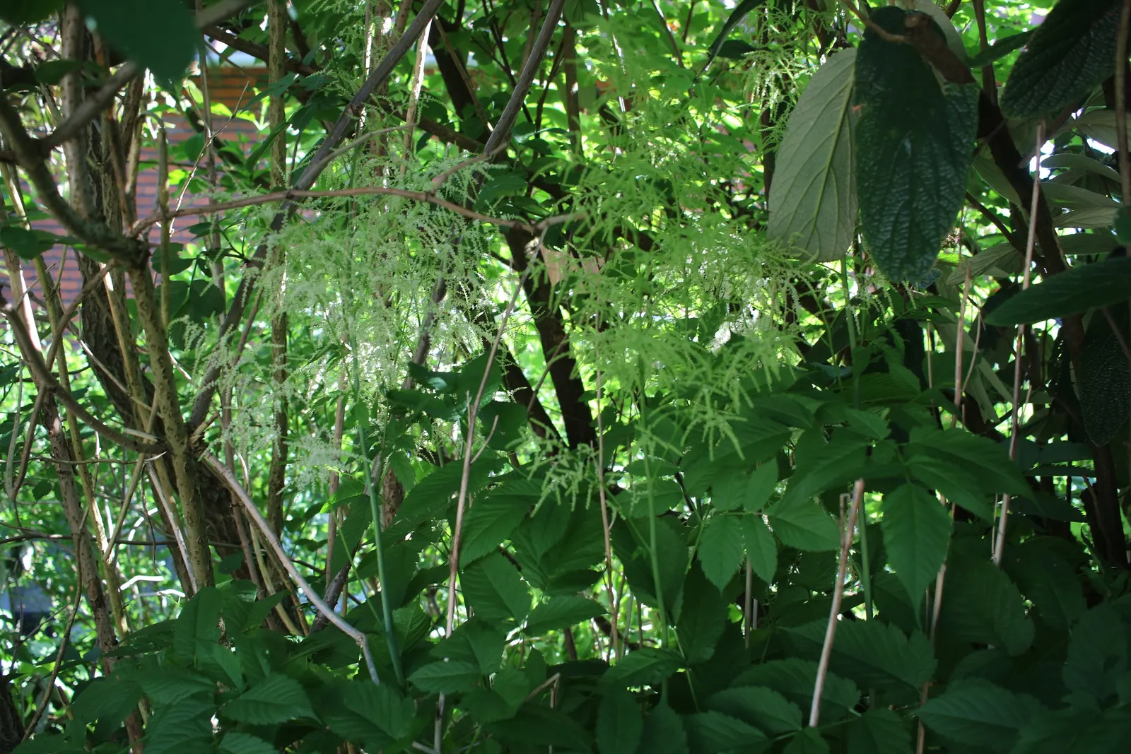 Sylvan Goatsbeard (Aruncus Dioicus) — moist soil with good drainage; possibly reaching up to 12 inches in length, image 75