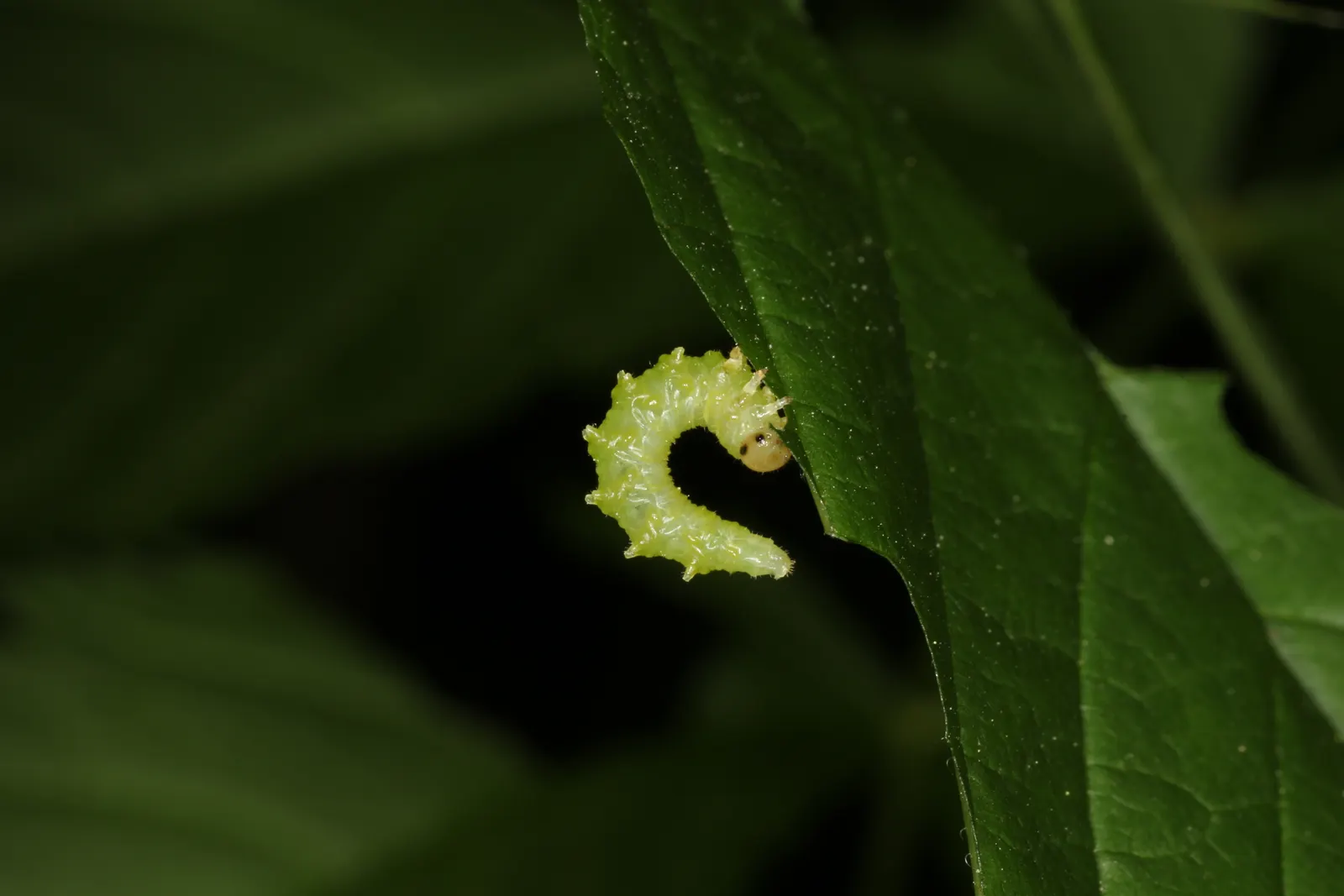 Sylvan Goatsbeard (Aruncus Dioicus) — It thrives in moist, well-drained soil with partial to full shade
