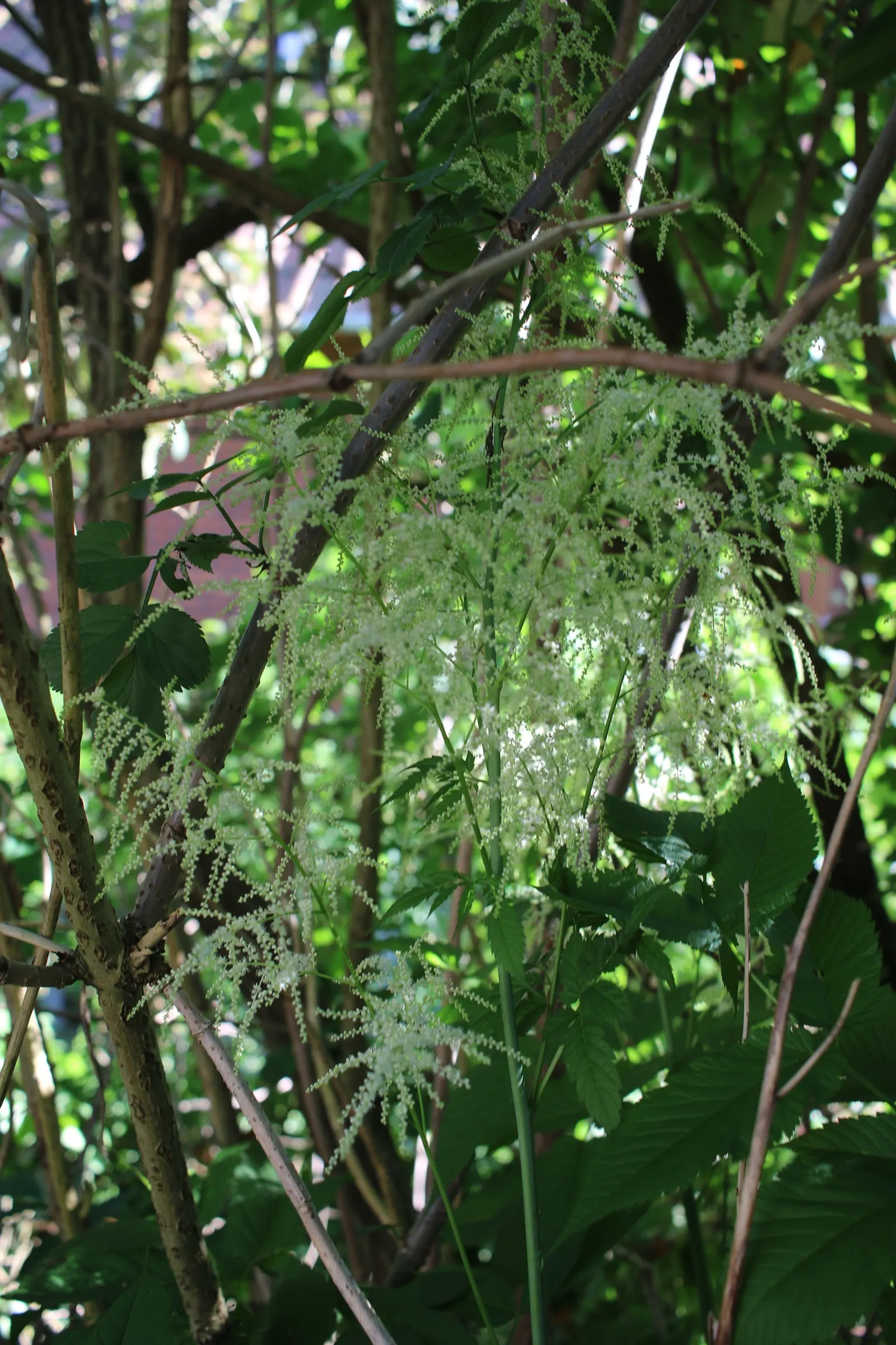 Sylvan Goatsbeard (Aruncus Dioicus) — typically growing to heights of 4 to 6 feet with a spread of 2 to 4 feet; possibly reaching up to 12 inches, image 67