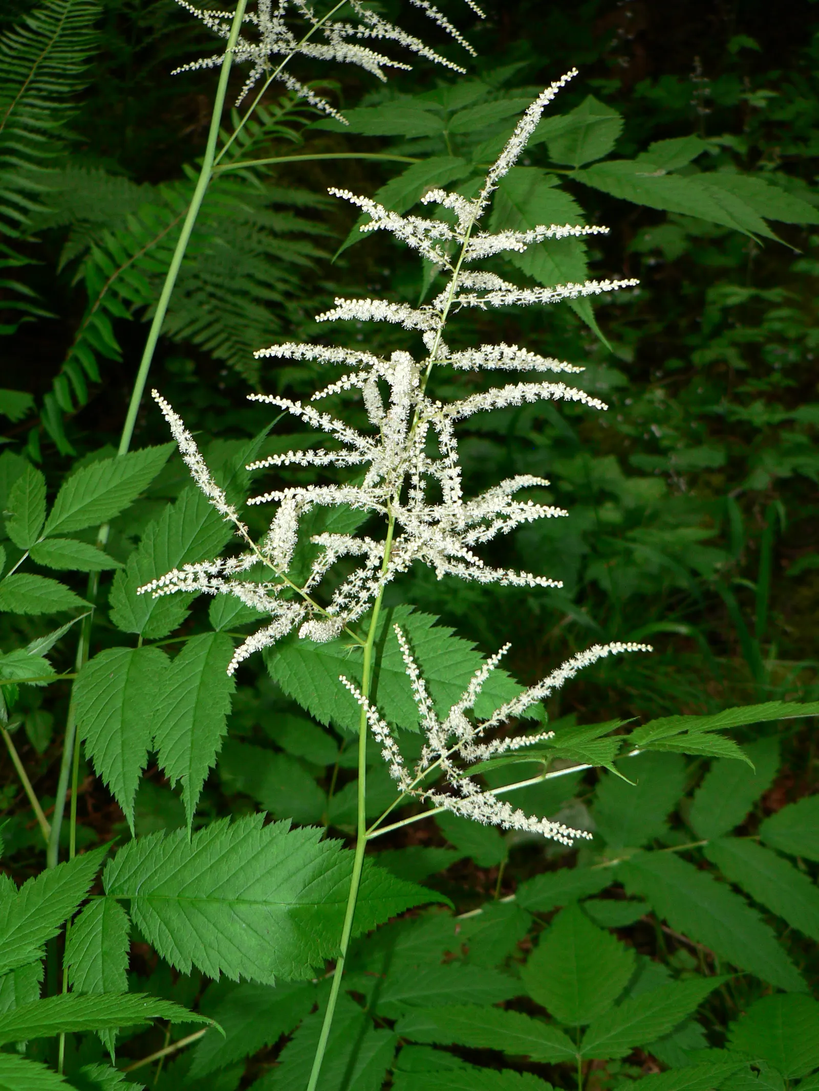 Sylvan Goatsbeard (Aruncus Dioicus) — This North American native showcases frothy cream plumes above fern-like foliage in early summer; typically growing to