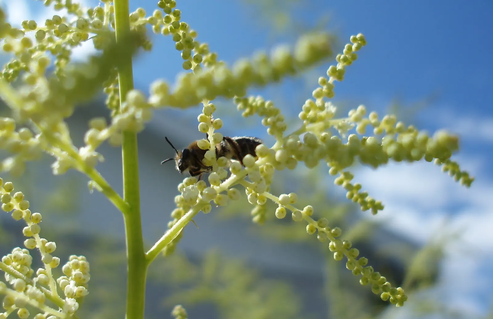 Sylvan Goatsbeard (Aruncus Dioicus) — resembling those of a fern or astilbe; typically growing to heights of 4 to 6 feet with a spread of 2 to 4 feet