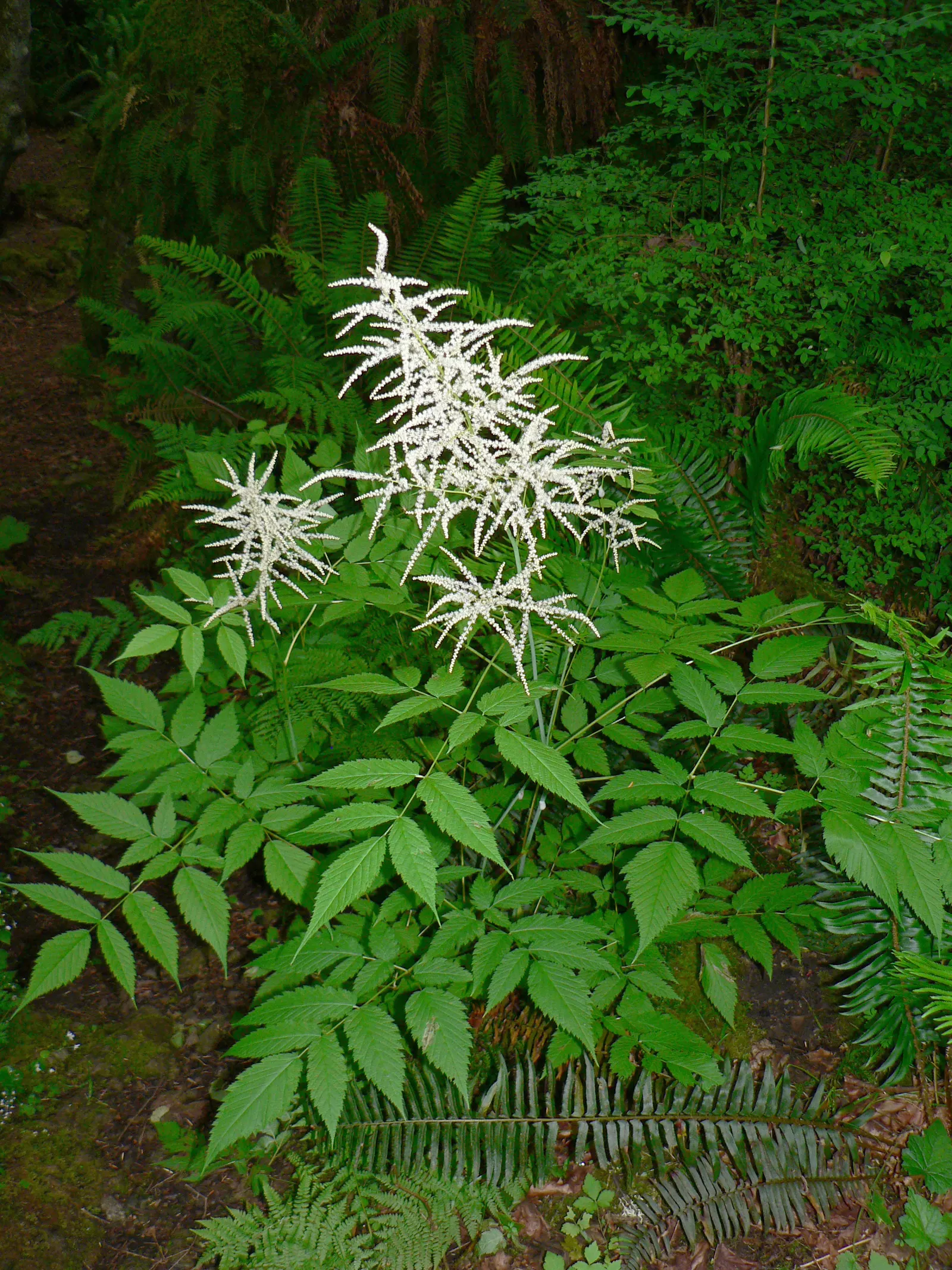 Sylvan Goatsbeard (Aruncus Dioicus) — typically growing to heights of 4 to 6 feet with a spread of 2 to 4 feet; possibly reaching up to 12 inches in length