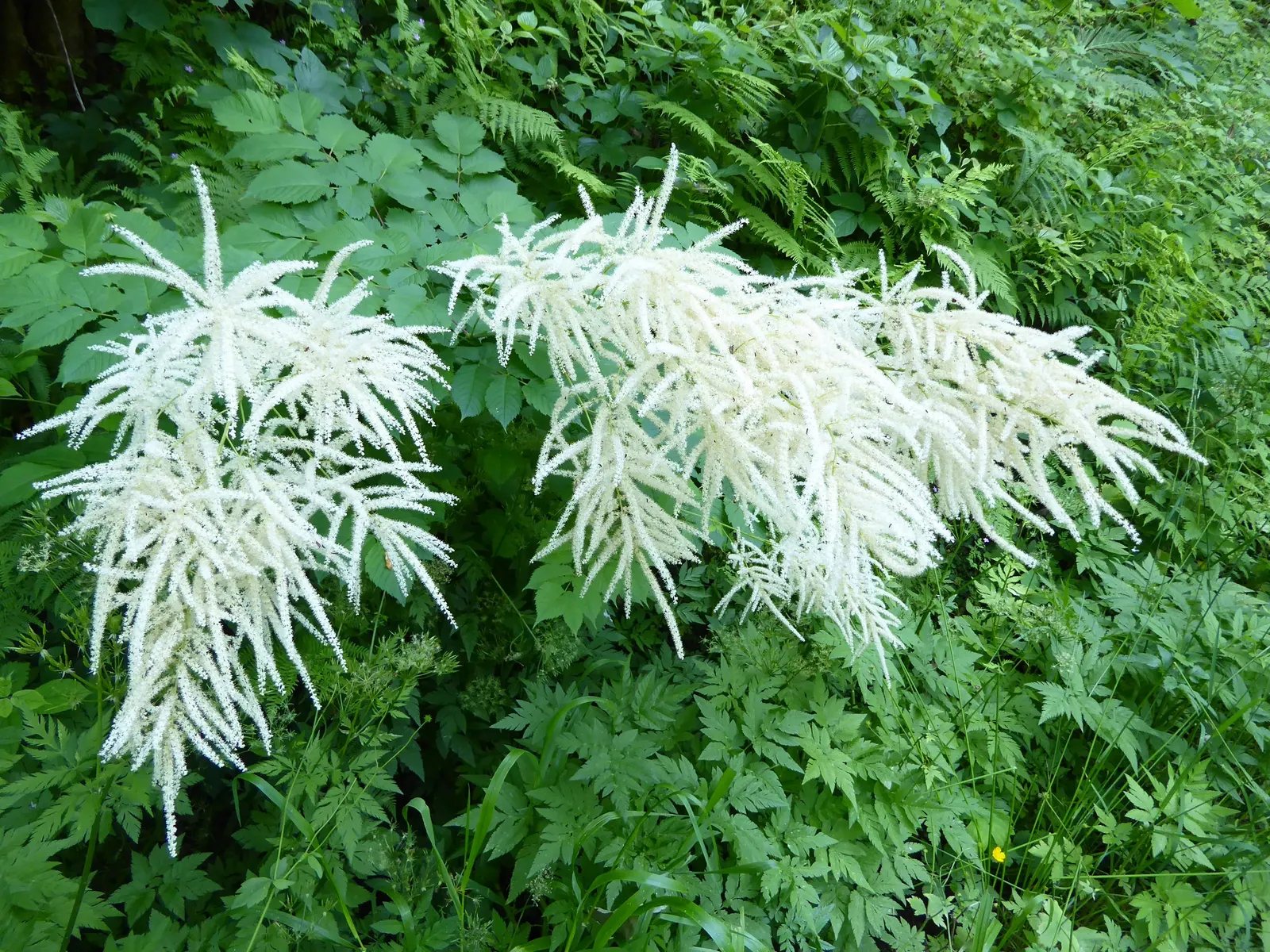 Sylvan Goatsbeard (Aruncus Dioicus) — meaning it has separate male and female specimens