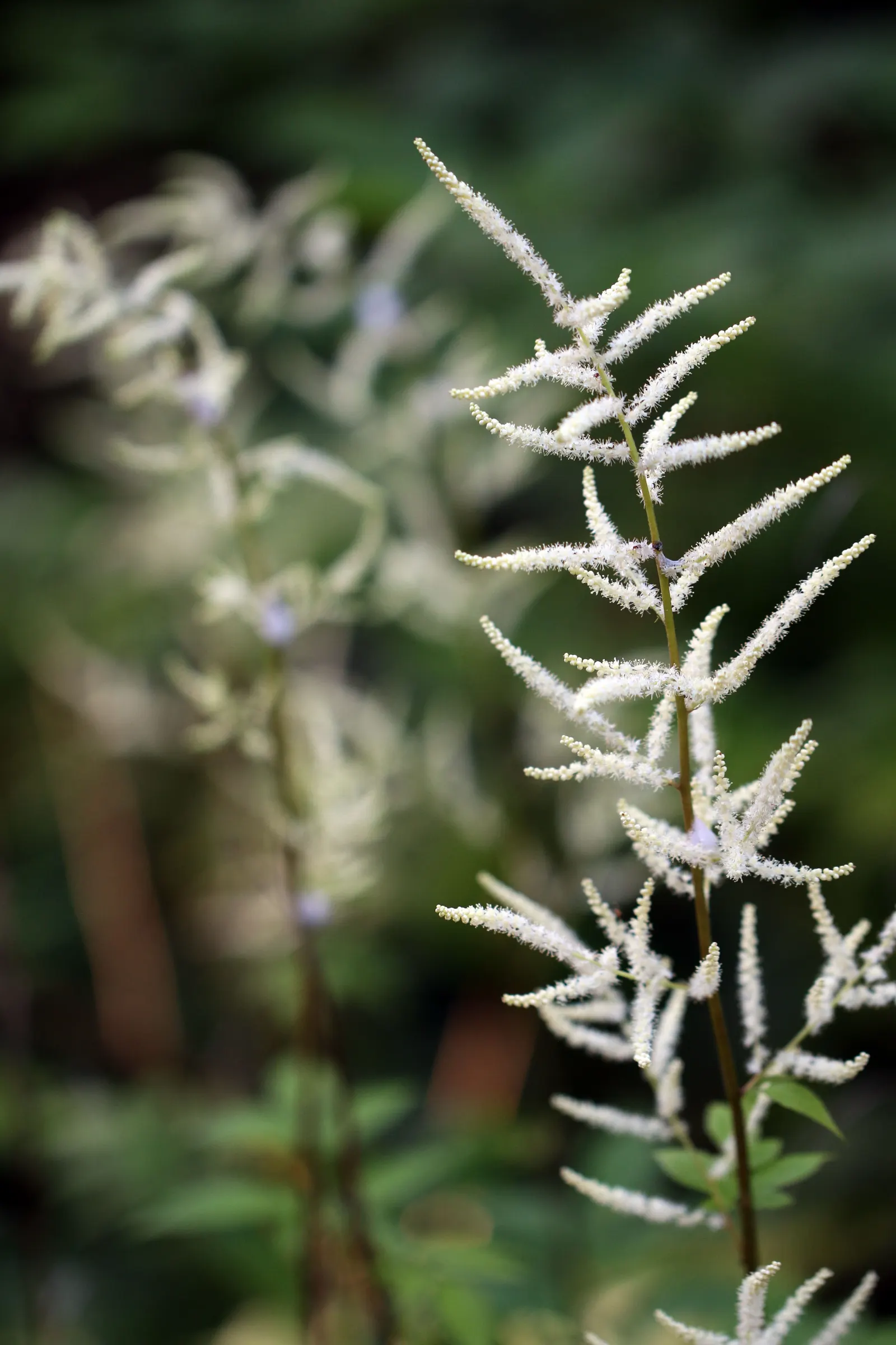 Sylvan Goatsbeard (Aruncus Dioicus) — perennial with white blooms; possibly reaching up to 12 inches in length