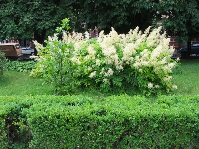 Sylvan Goatsbeard (Aruncus Dioicus) — extending above the foliage on slender stalks