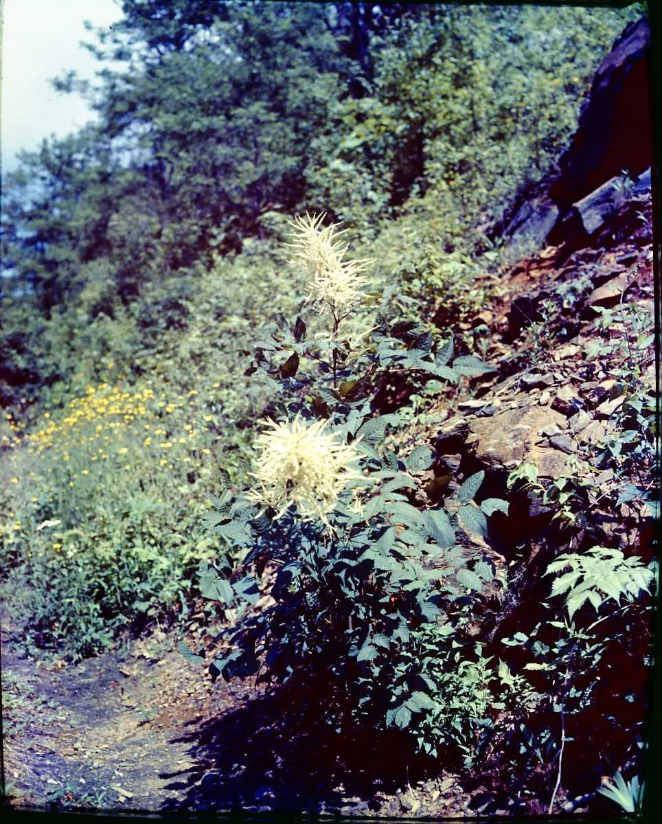 Sylvan Goatsbeard (Aruncus Dioicus) — herbaceous perennial that brings a dramatic flair to any landscape; possibly reaching up to 12 inches in, image 91