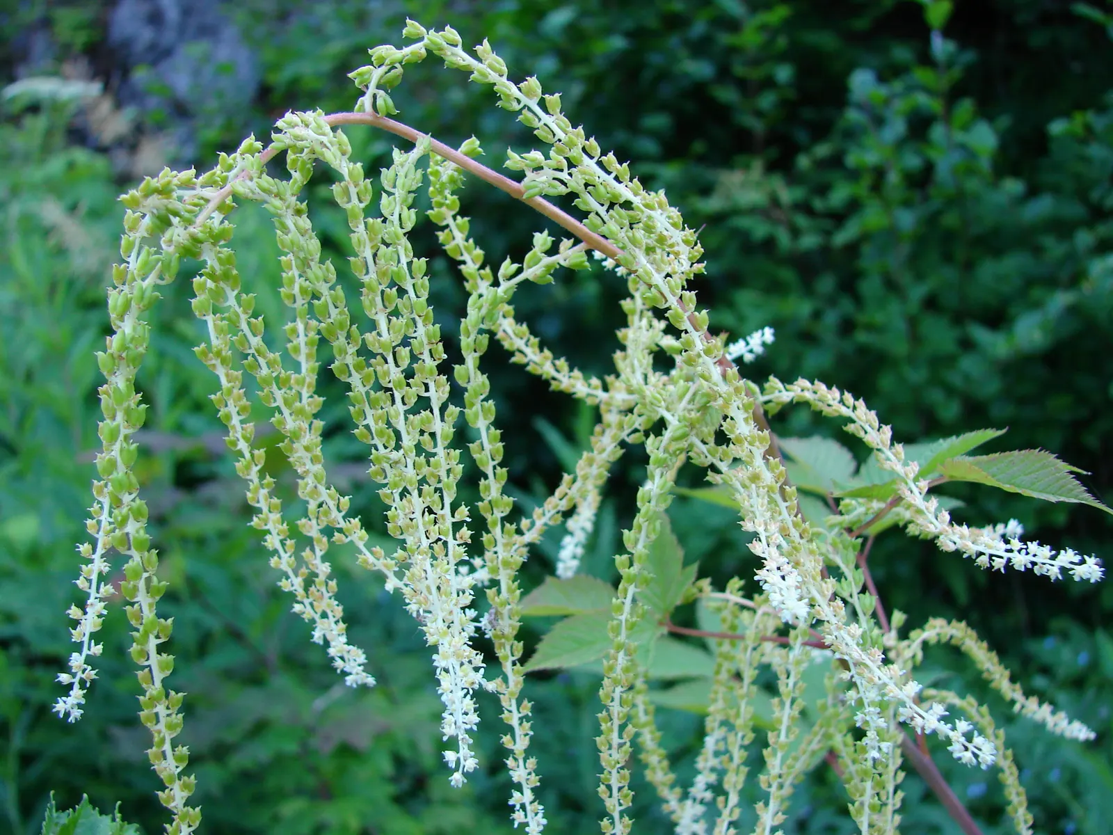 Sylvan Goatsbeard (Aruncus Dioicus) — Aruncus dioicus, commonly known as Sylvan Goatsbeard, is a perennial favorite for woodland gardens; reaching 3 to 6 feet