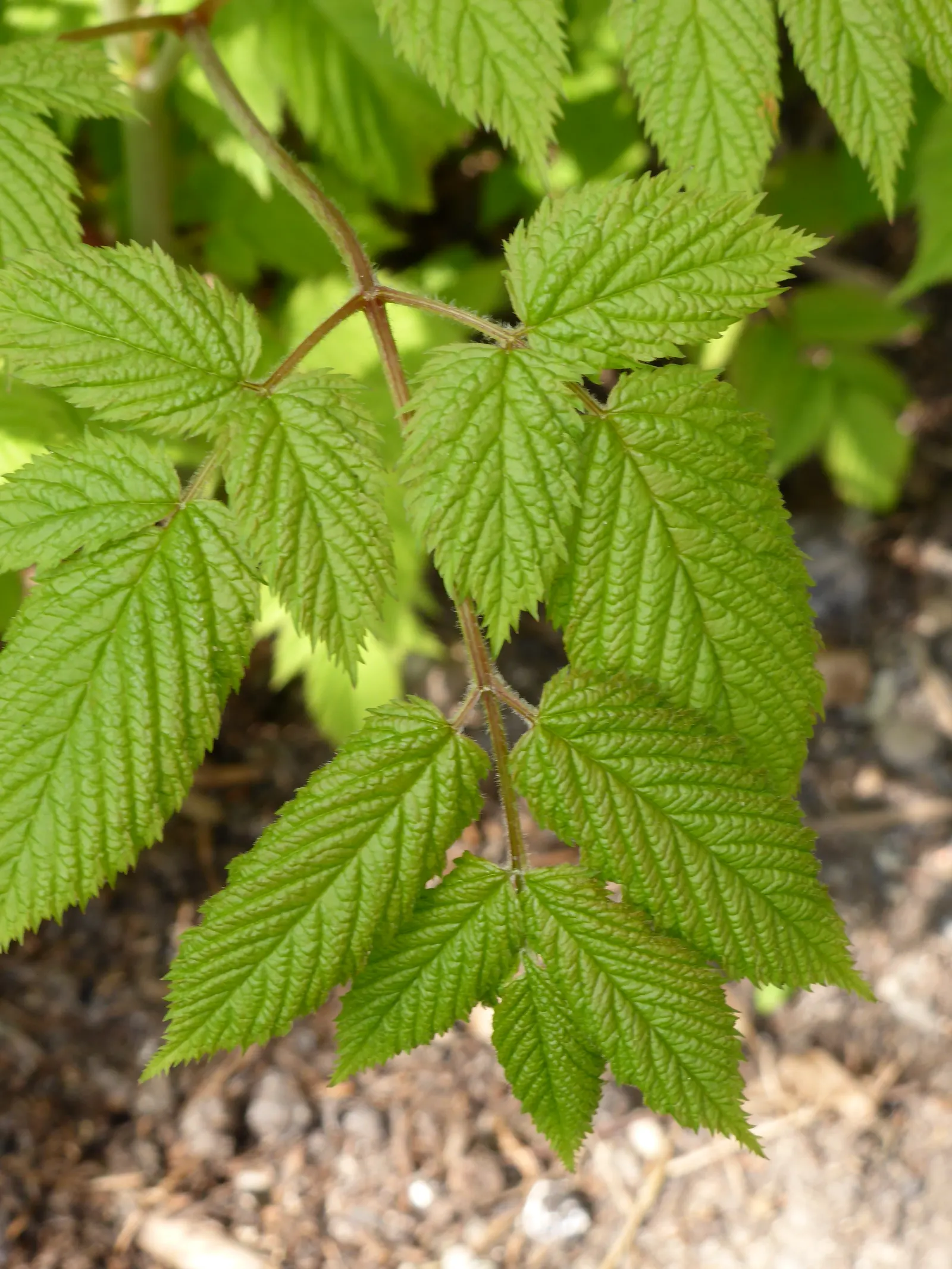 Sylvan Goatsbeard (Aruncus Dioicus) — meaning it has separate male and female specimens; this plant is generally deer resistant, adding another, image 64