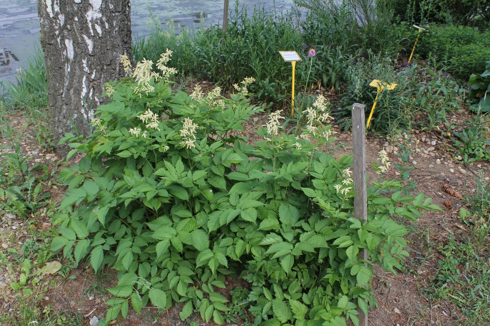 Sylvan Goatsbeard (Aruncus Dioicus) — lush canopy of foliage.<br><br>From late spring to midsummer; possibly reaching up to 12 inches in length
